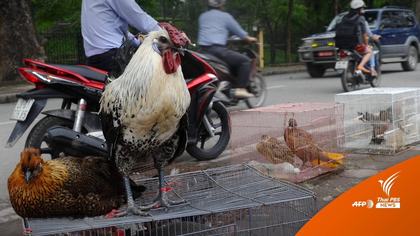 เตือน! ไข้หวัดนกสายพันธุ์ H5 คนแรกในเด็ก 5 ขวบที่เวียดนาม