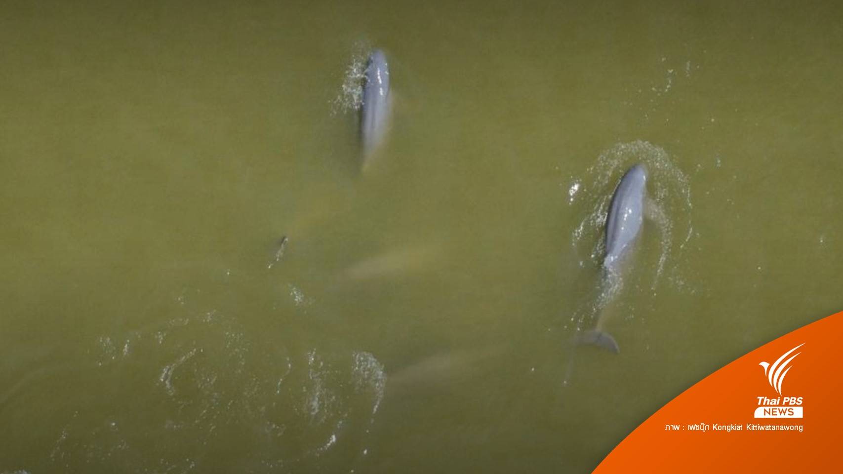 ห่วงสร้างสะพานข้ามทะเลสาบสงขลา กระทบโลมาอิรวดีฝูงสุดท้าย