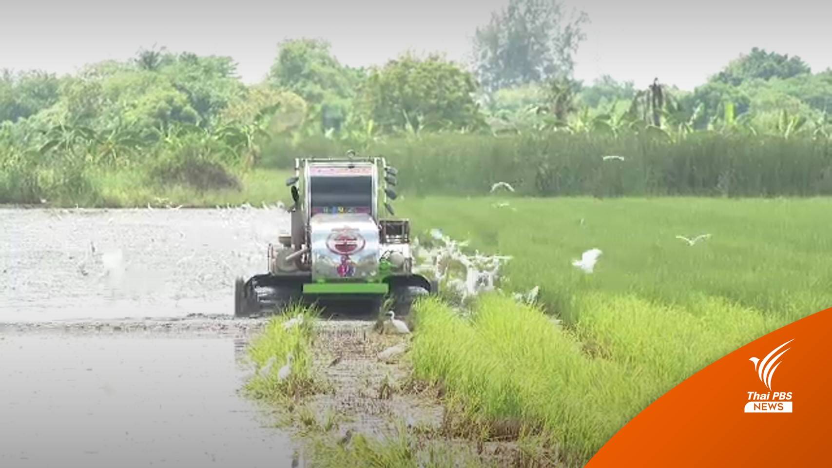 นาข้าวคลองสามวา จมน้ำกว่า 2 เดือน เรียกร้องรัฐเยียวยา