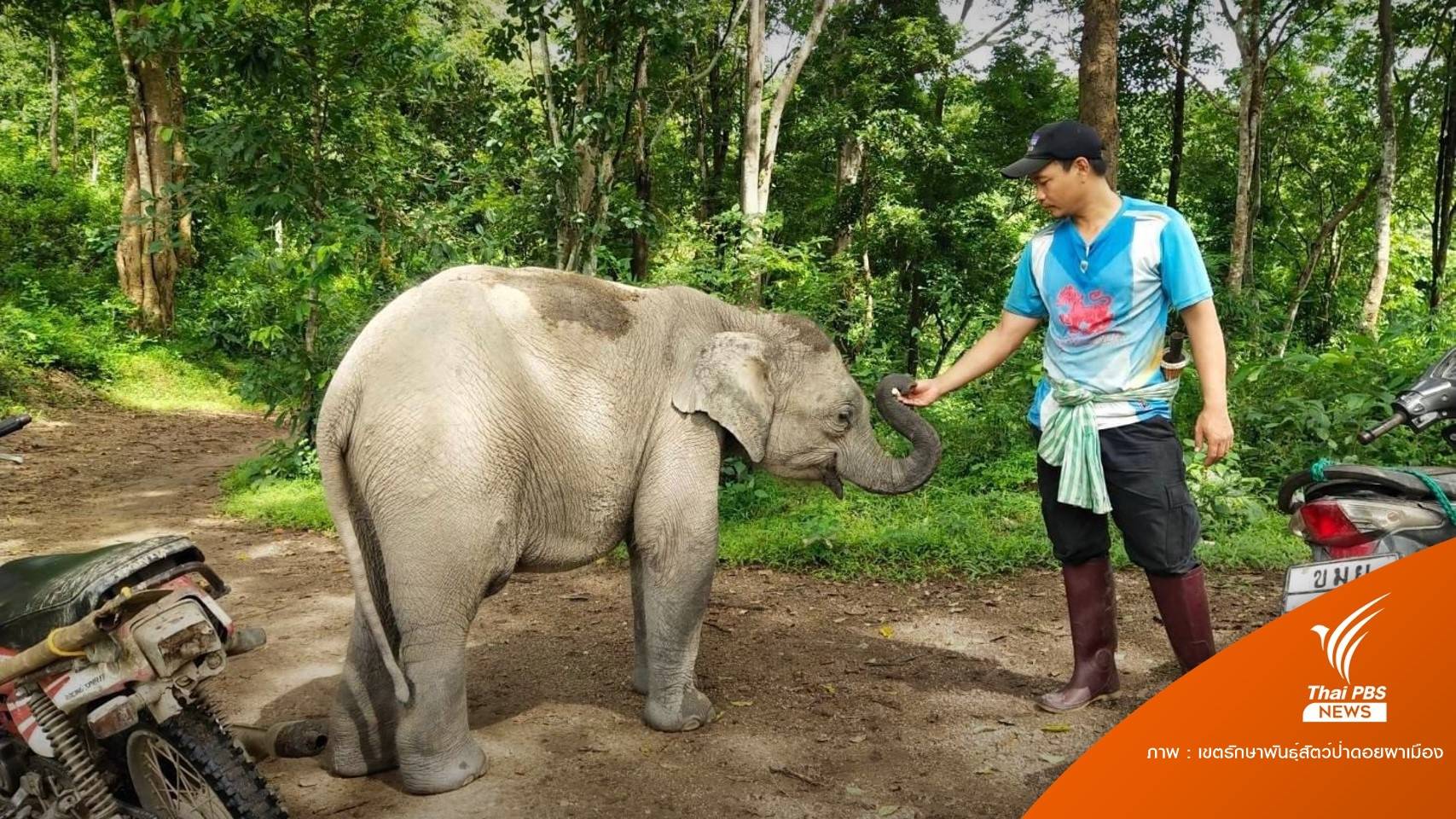 ครั้งแรกฝึก 2 ปีเตรียมคืน "ลูกช้างป่าทับเสลา" กลับอ้อมกอดป่า