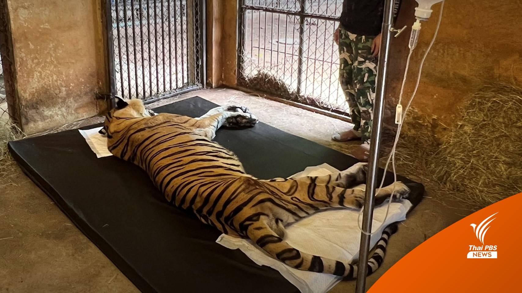 สุดยื้อ "ปู่ลายแทง" เสือโคร่งชราตายแล้ว