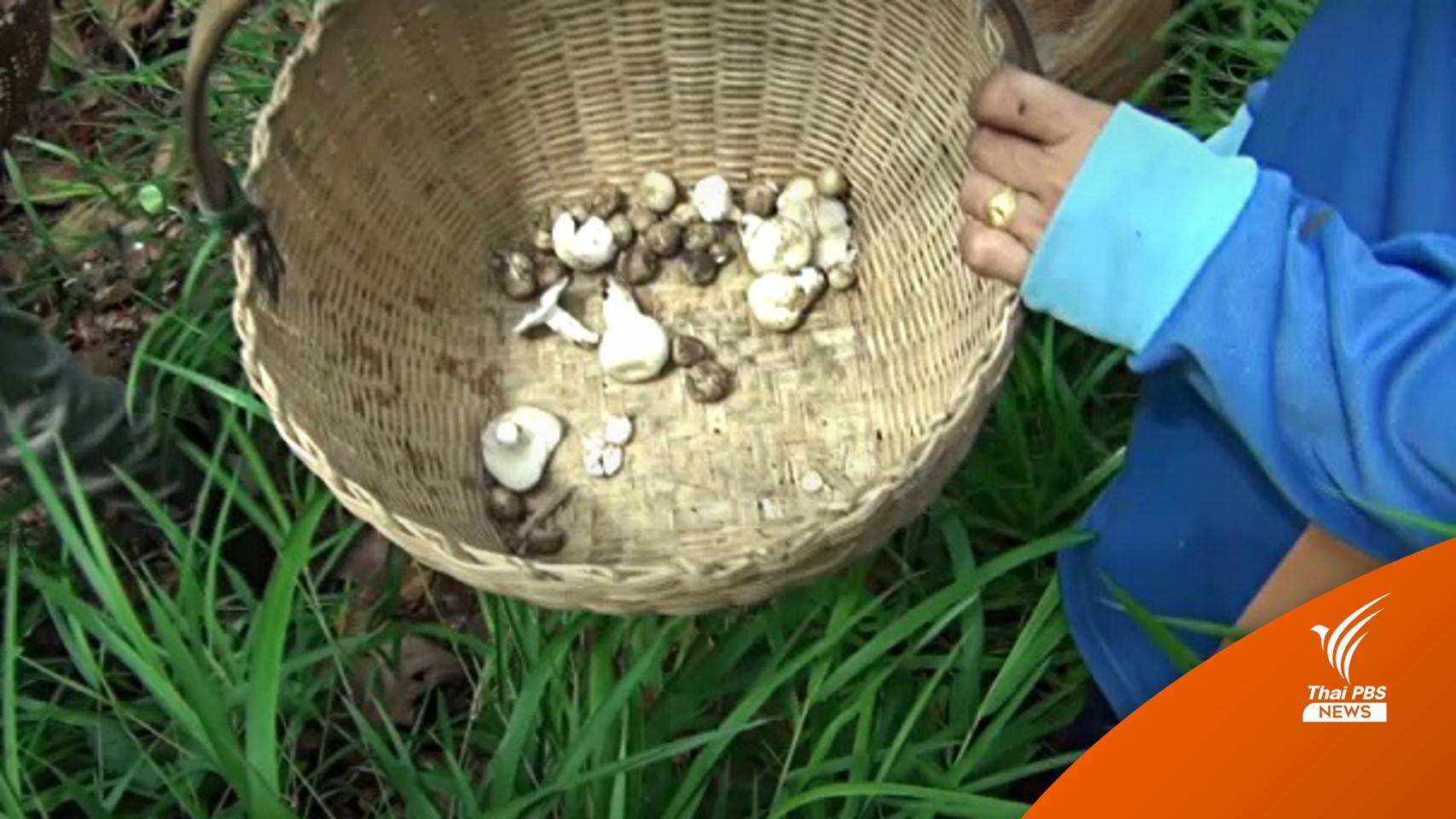 ชาวบ้านด่านซ้ายเสียชีวิต 2 คน กินเห็ดระโงกพิษ