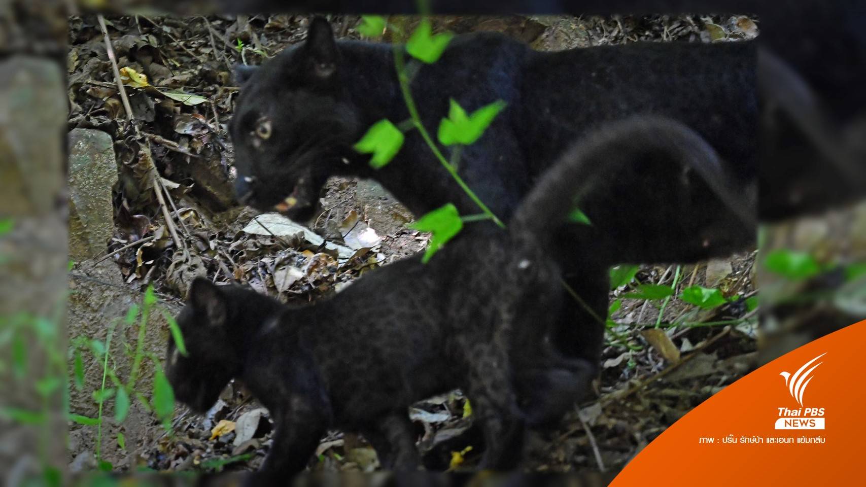 "เสือดำแม่ลูก" โชว์ตัวอุทยานฯ แก่งกระจาน