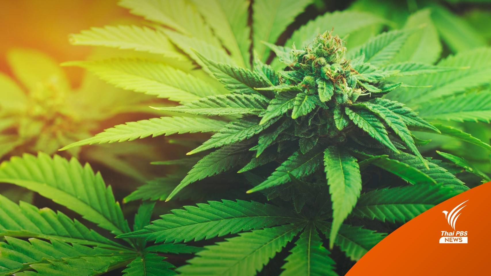 หลากเสียงสะท้อน ถ้า "กัญชา" กลับเป็นยาเสพติด