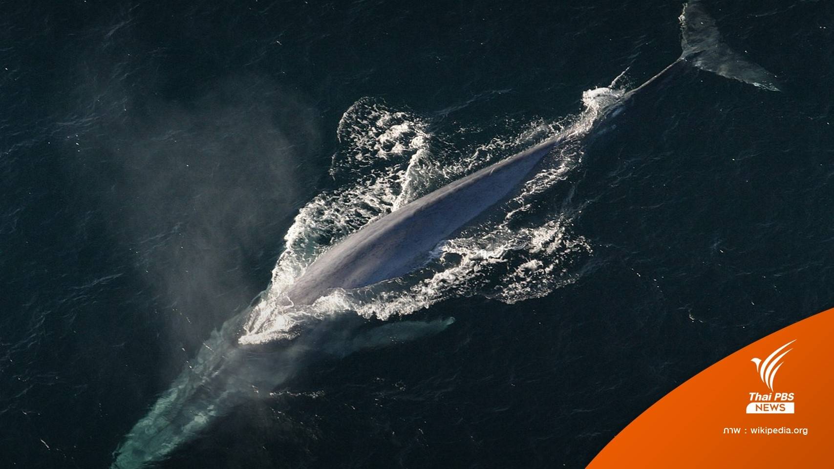 รู้จัก "วาฬสีน้ำเงิน" หลัง ครม. เห็นชอบบรรจุบัญชีสัตว์ป่าสงวนไทย