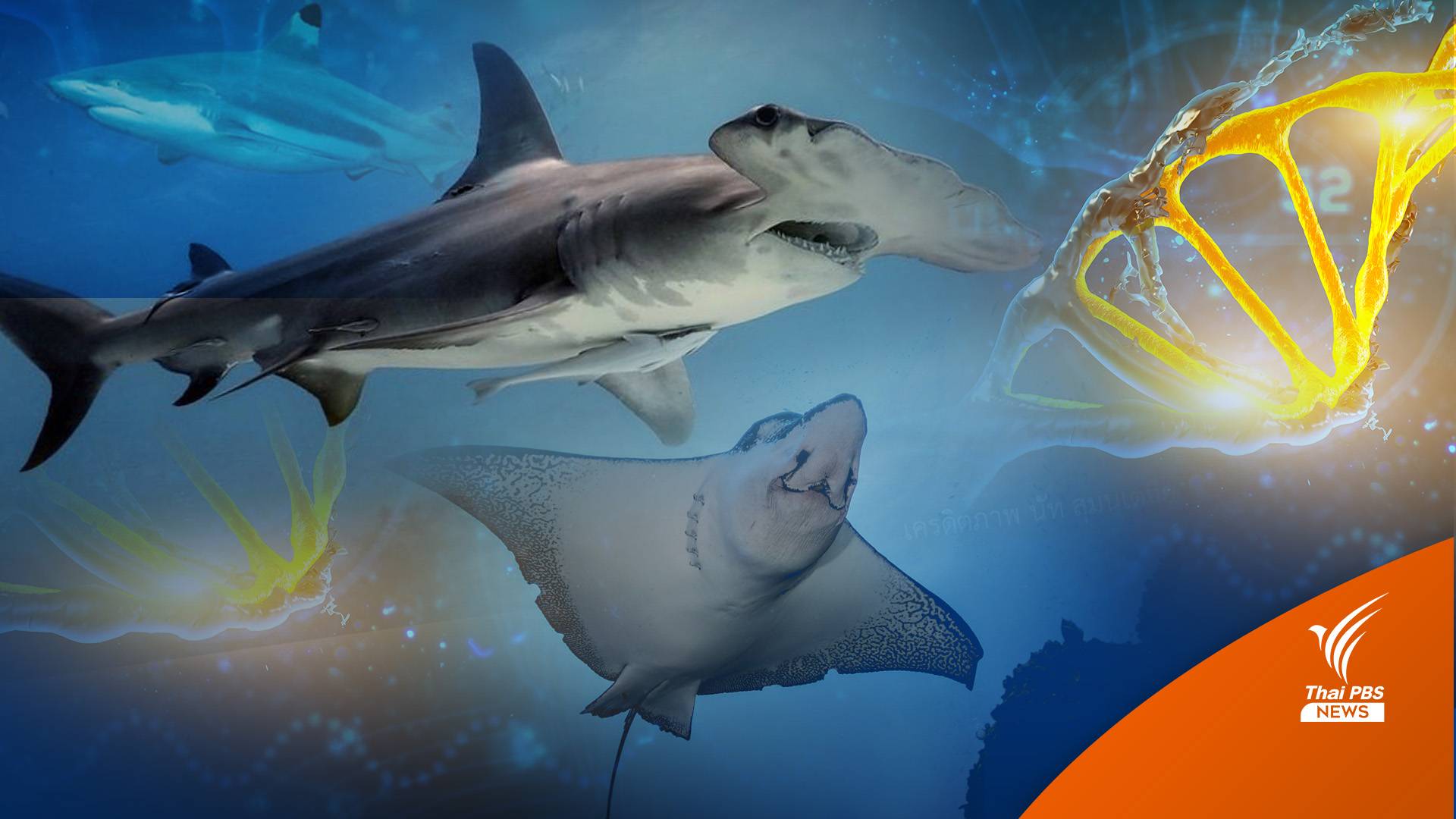 ทำคลัง DNA "ปลาฉลาม-กระเบน" คุมค้าข้ามแดน