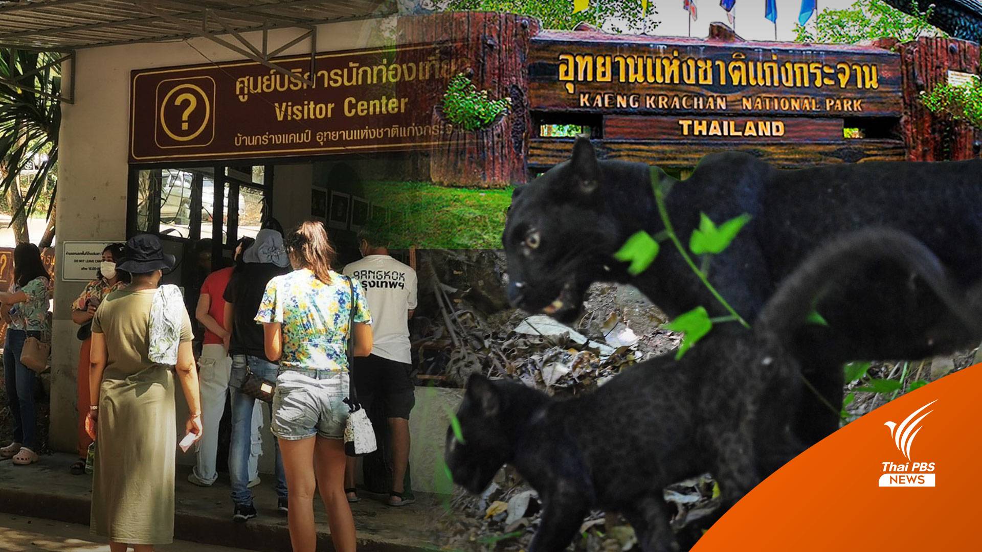 คุมเข้มแก่งกระจาน "เสือดำแม่ลูก" โผล่อวดโฉมใกล้พะเนินทุ่ง