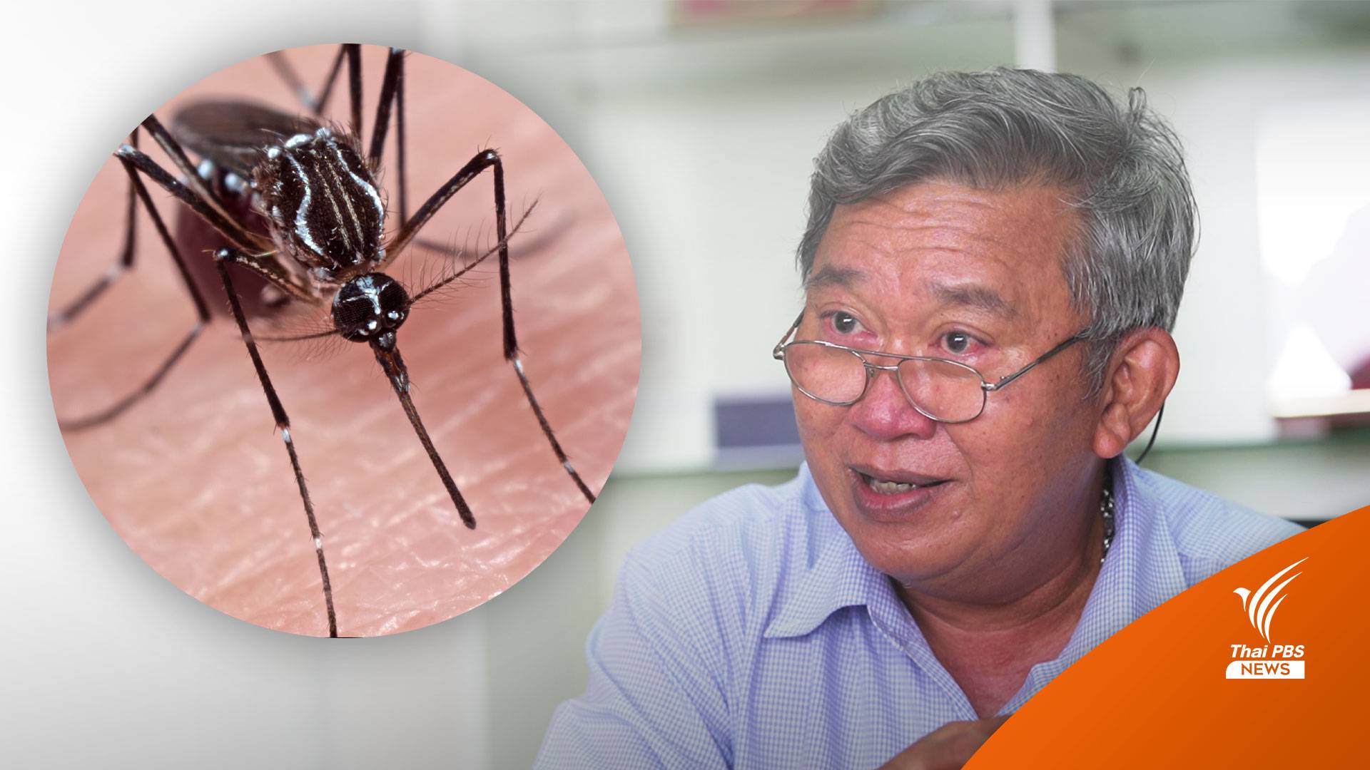 นักกีฏวิทยา ชี้ ปัจจัยโลกร้อน "ยุงเพิ่มจำนวน-โตไว-ผสมพันธุ์เร็วขึ้น"