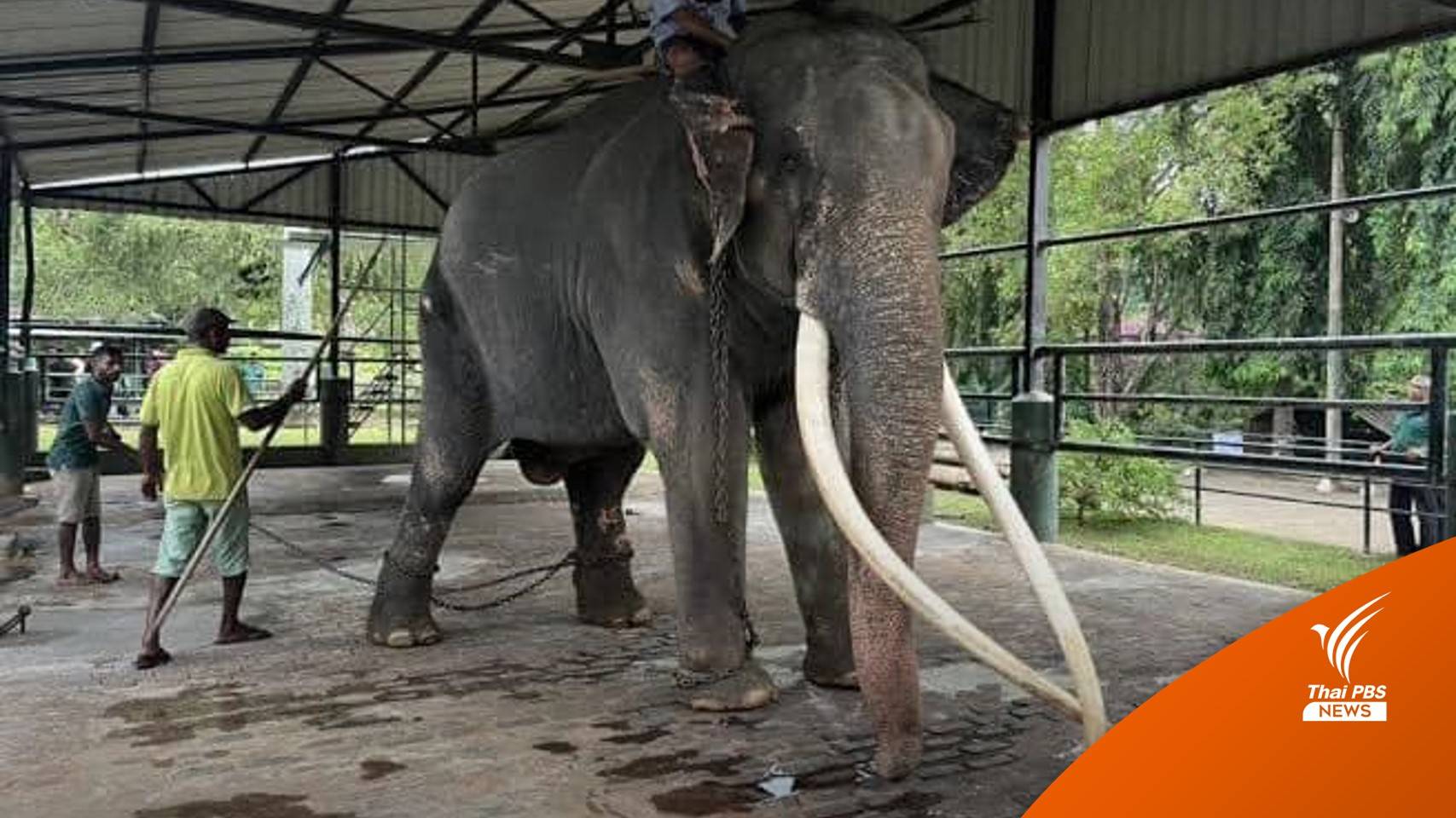 เปิดชื่อ 2 ควาญช้างรับ "พลายศักดิ์สุรินทร์" ทำโรงยืนใหม่รักษา