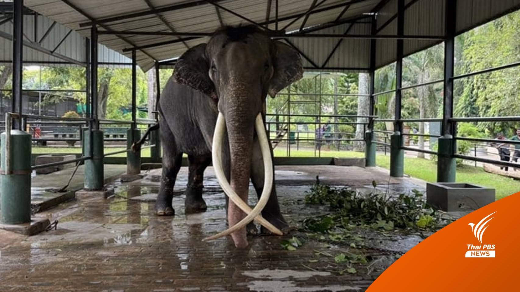 ใช้ควาญช้าง 6 คนจากอ.อ.ป.คุม "พลายศักดิ์สุรินทร์" กลับไทย