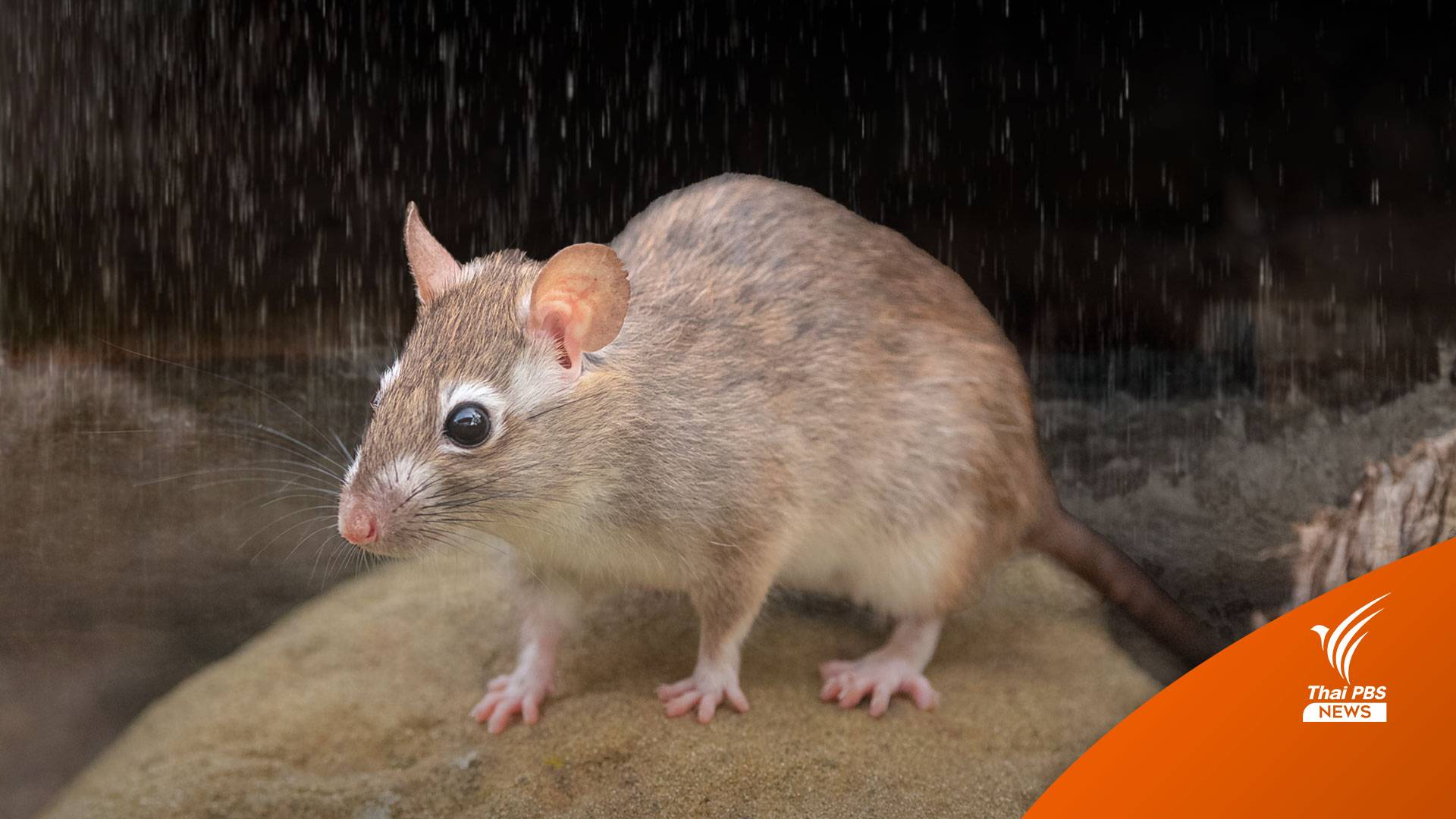 ภัยจากหน้าฝน "โรคฉี่หนู"