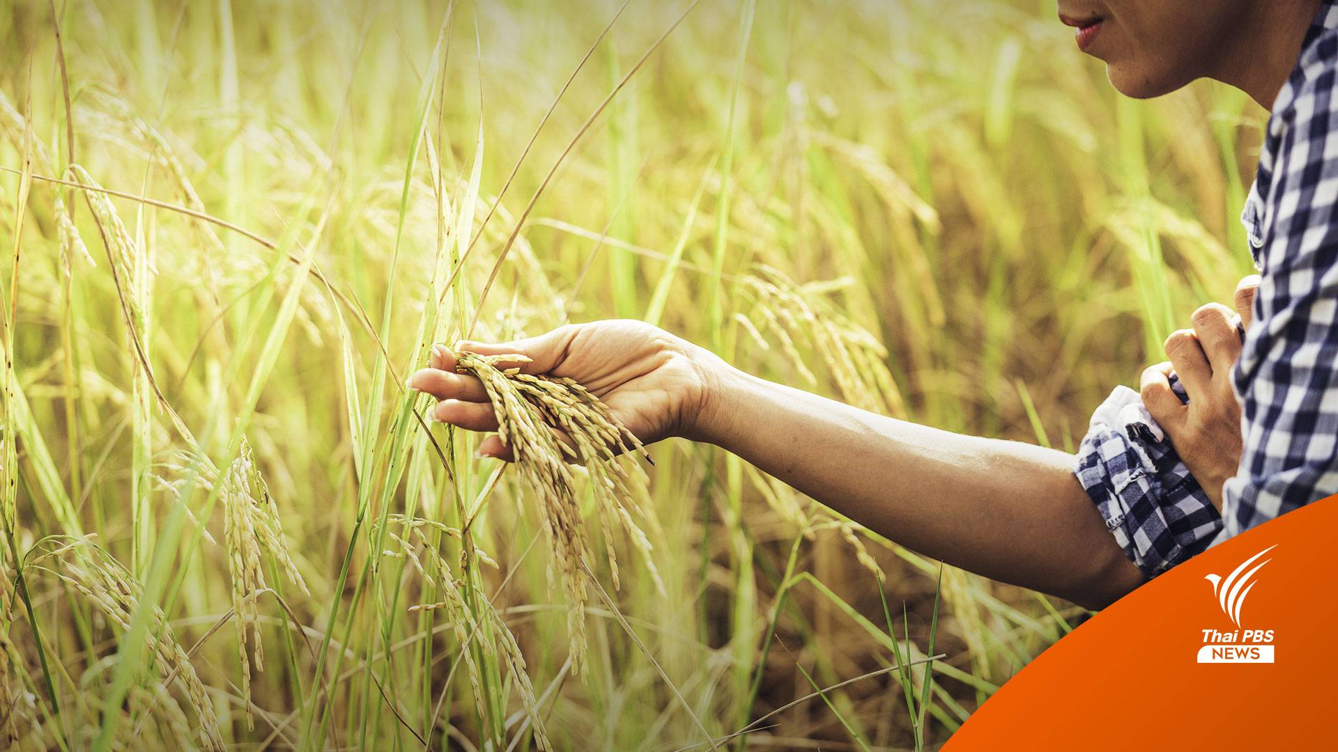 จับตา! "เอลนีโญ" ปี 66 กดดันผลผลิตข้าวนาปีลดลง 4.1-6%