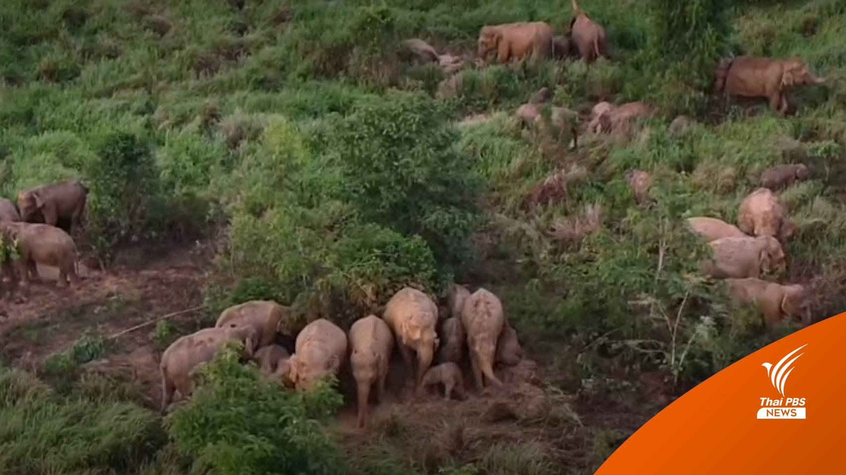 ตื่นตา! โขลงช้างป่าดงใหญ่ 80 ตัวออกหากิน