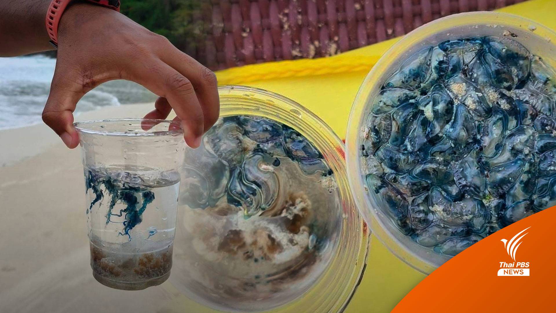 แมงกะพรุนไฟโผล่หาดภูเก็ต เตือนลงทะเลให้ระวัง