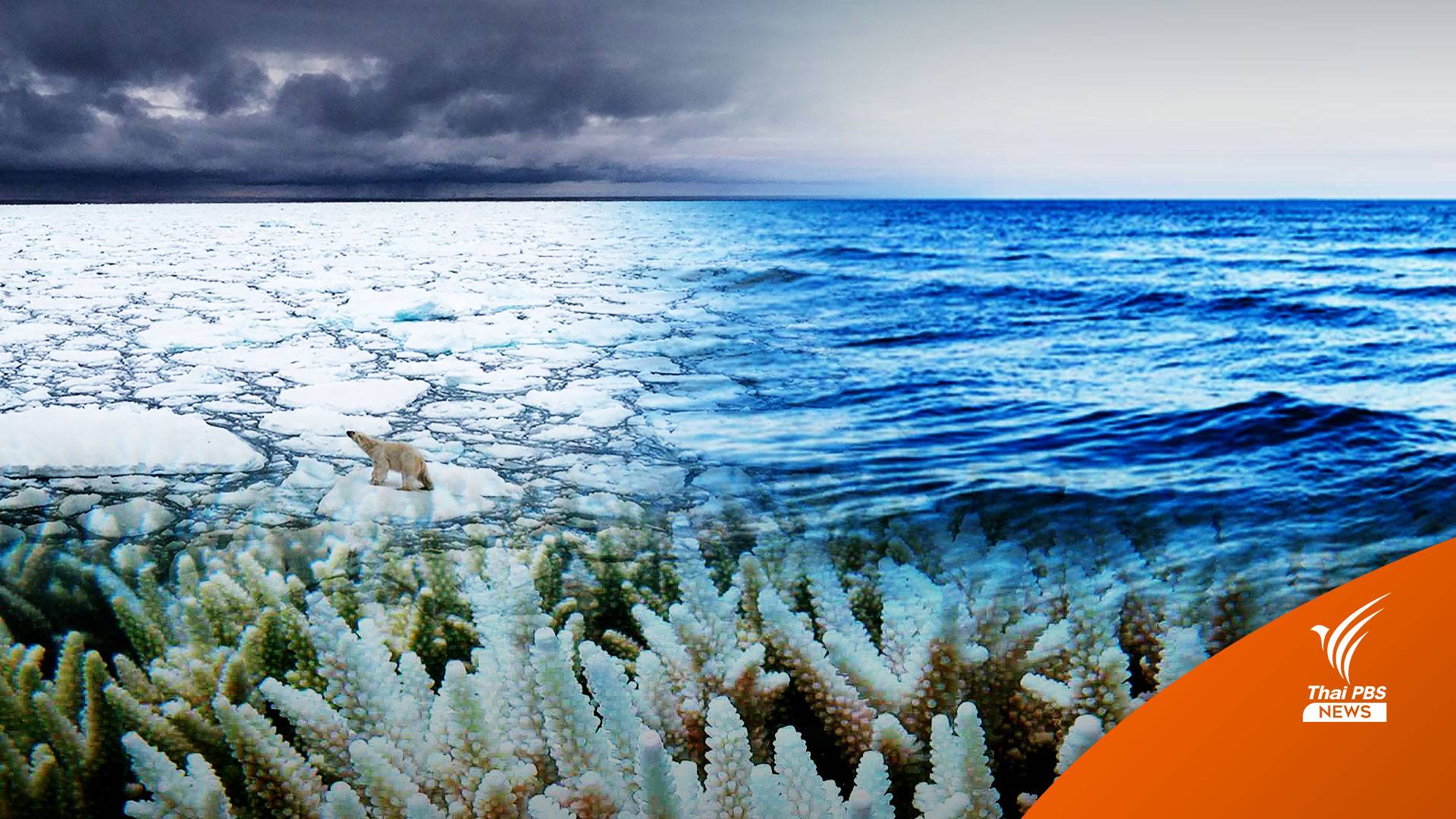 โลกร้อนพ่นพิษ นับถอยหลัง 30 ปี ปะการังทั่วโลกตาย 90 %