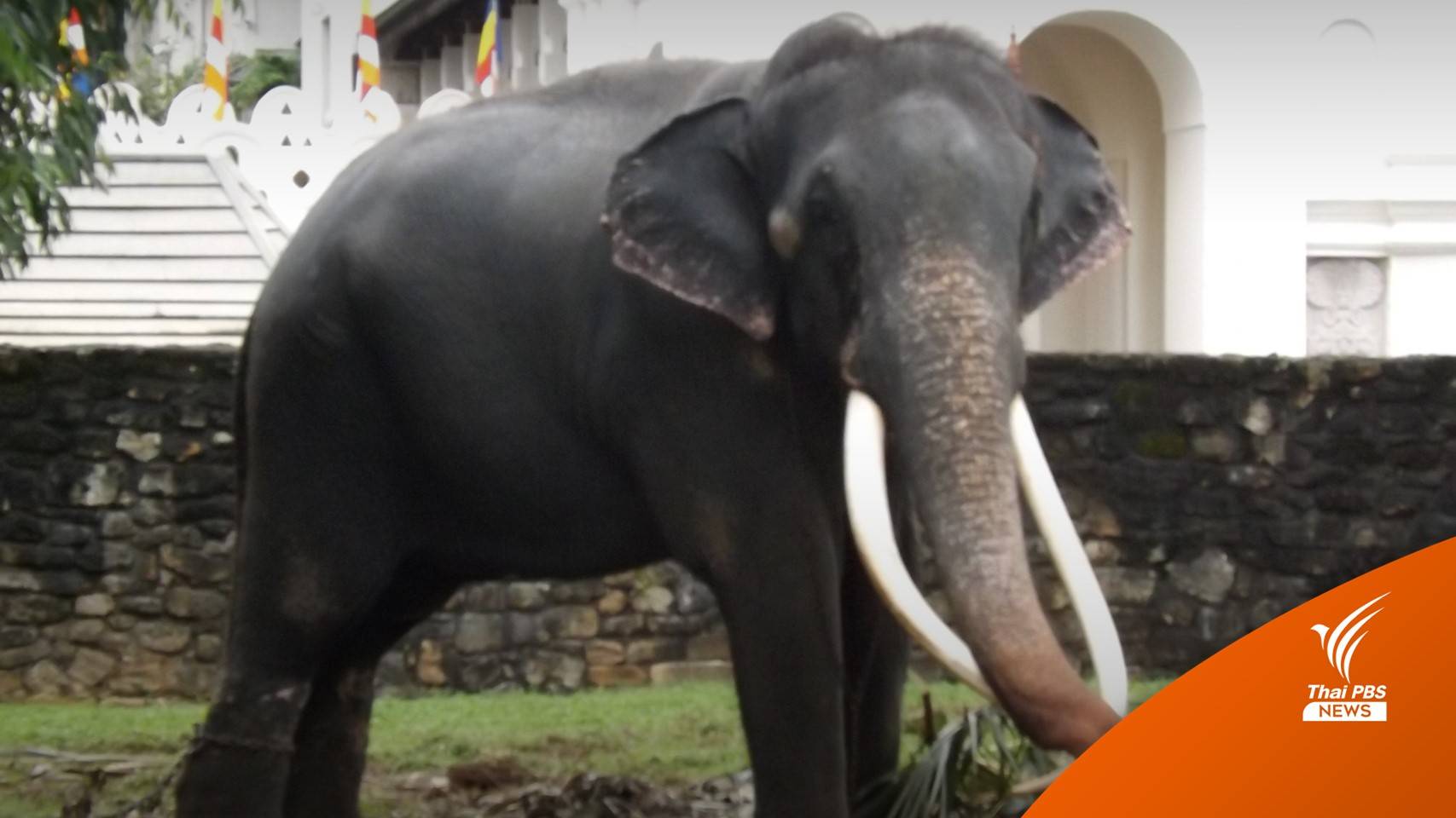 ควาญช้างอ.อ.ป.เลื่อนเดินทางฝึก "พลายศักดิ์สุรินทร์" ยันกลับไทย 1 ก.ค.นี้