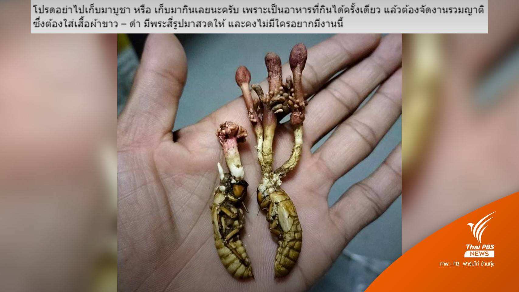 "กินครั้งเดียว รวมญาติชุดขาวดำ" สัตวแพทย์เตือนอันตรายจาก "ว่านจักจั่น"