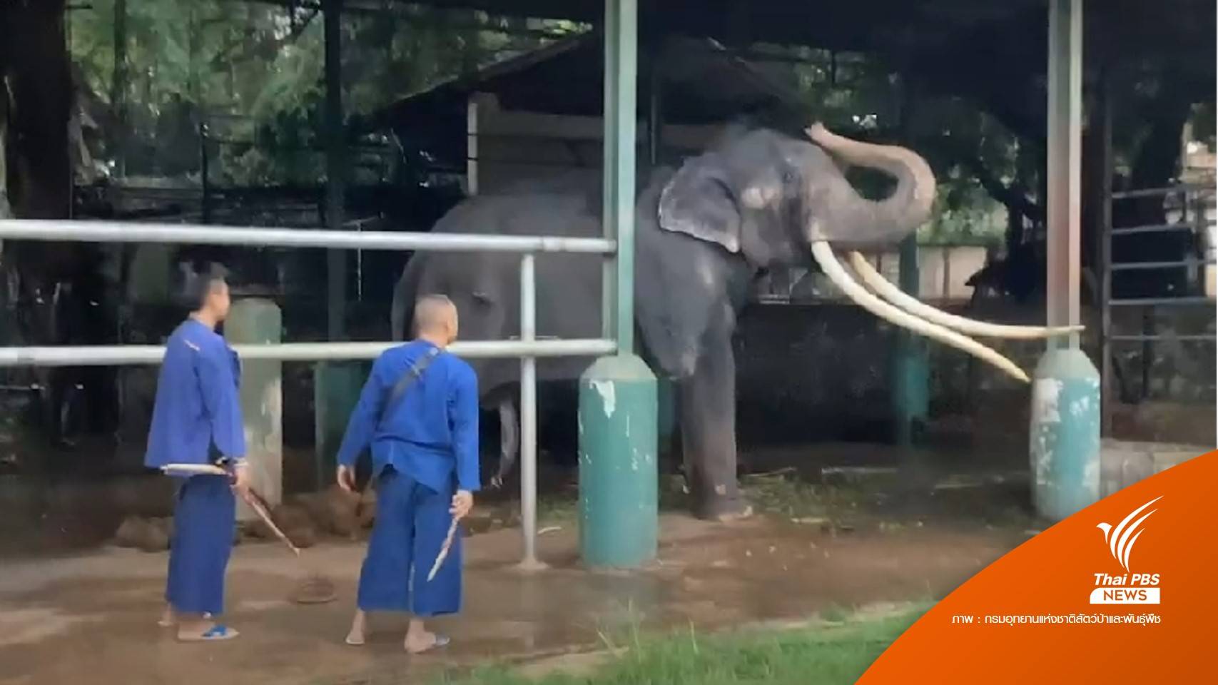 สวัสดีครับ! เริ่มโปรแกรมฝึก "พลายศักดิ์สุรินทร์" จากพี่ควาญ อ.อ.ป.