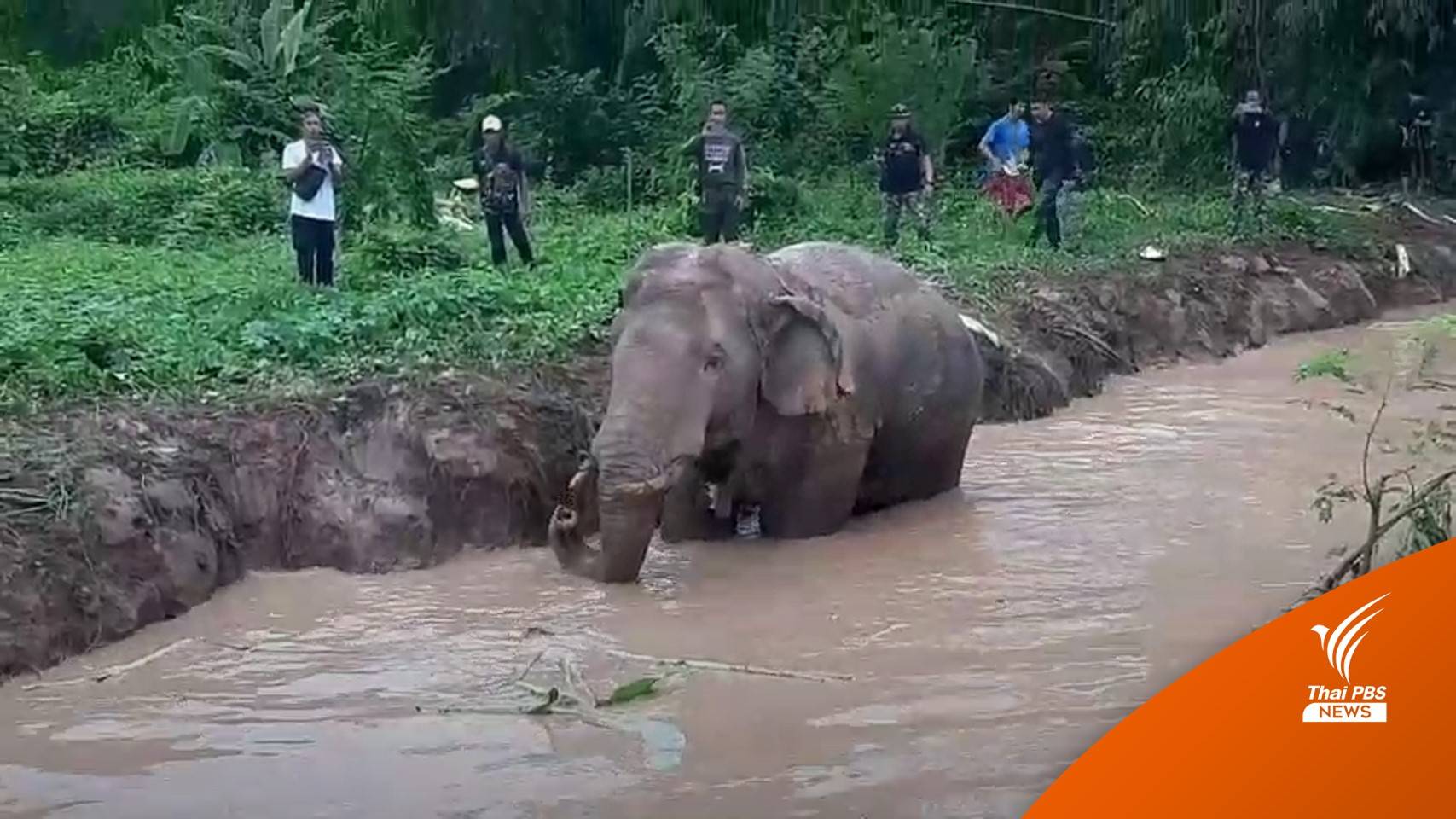 ช่วยสำเร็จ! "พลายสาริกา" ตกบ่อน้ำ