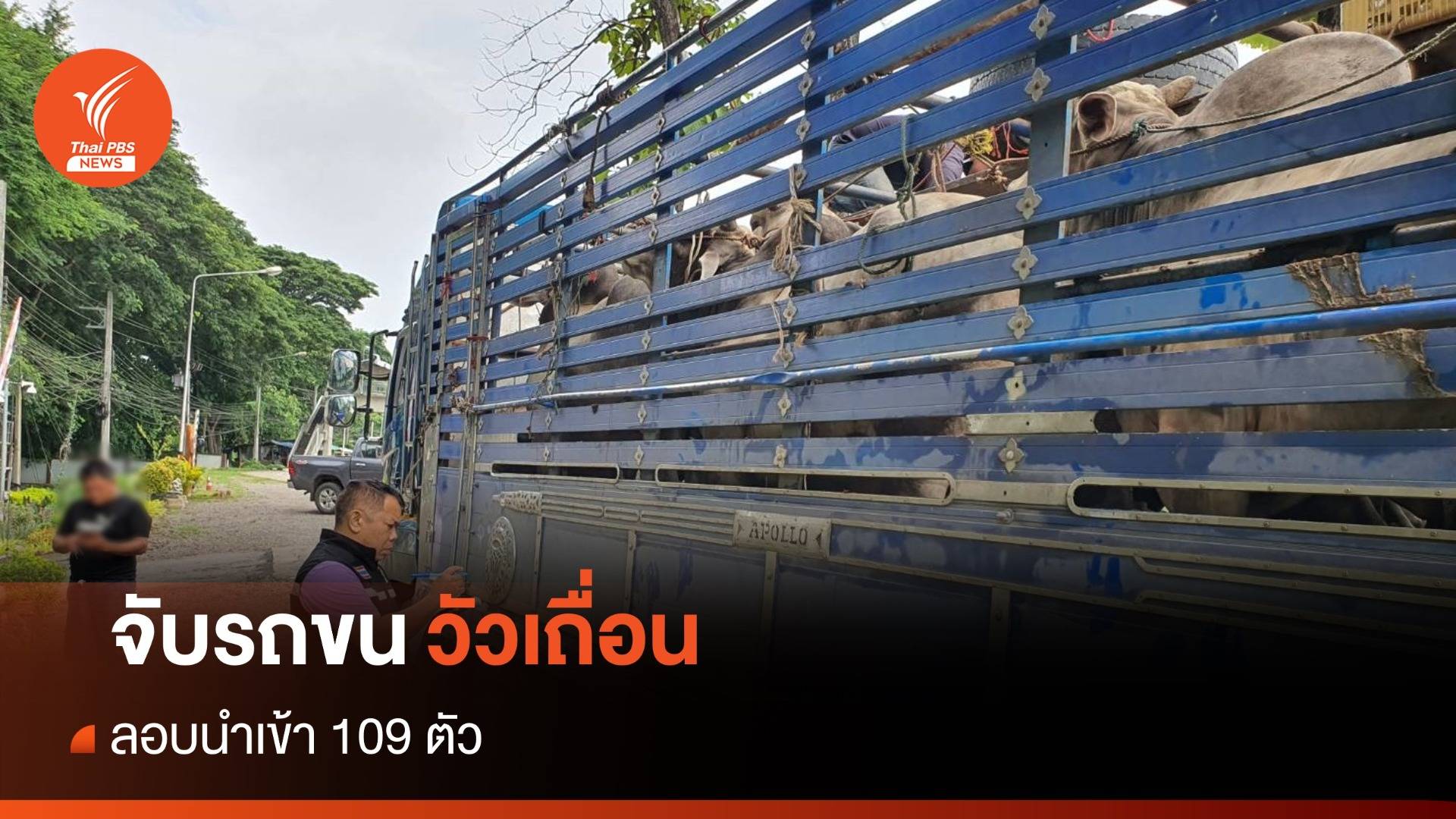 สกัดจับรถบรรทุกลอบขนวัวเถื่อน ยึดของกลาง 109 ตัว