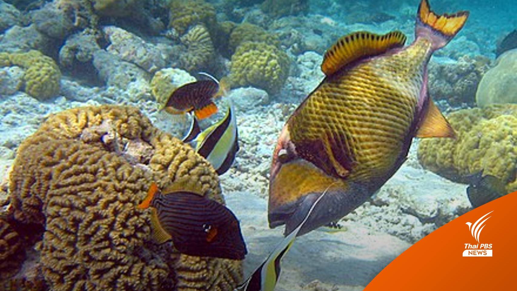 พักใบอนุญาต "ครูสอนดำน้ำ" ฆ่าปลาวัวไททัน-เอาผิดไม่ได้ไม่ใช่สัตว์คุ้มครอง