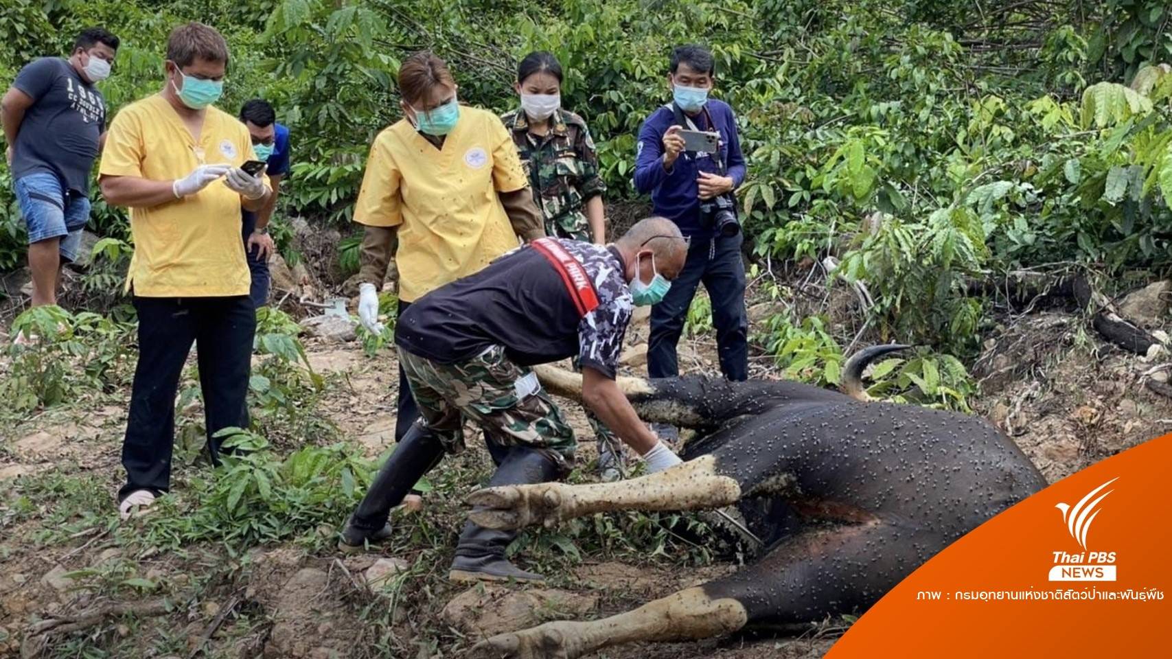 พบกระทิงตาย! เหตุติดเชื้อขาขวาขาดเหยียบระเบิด