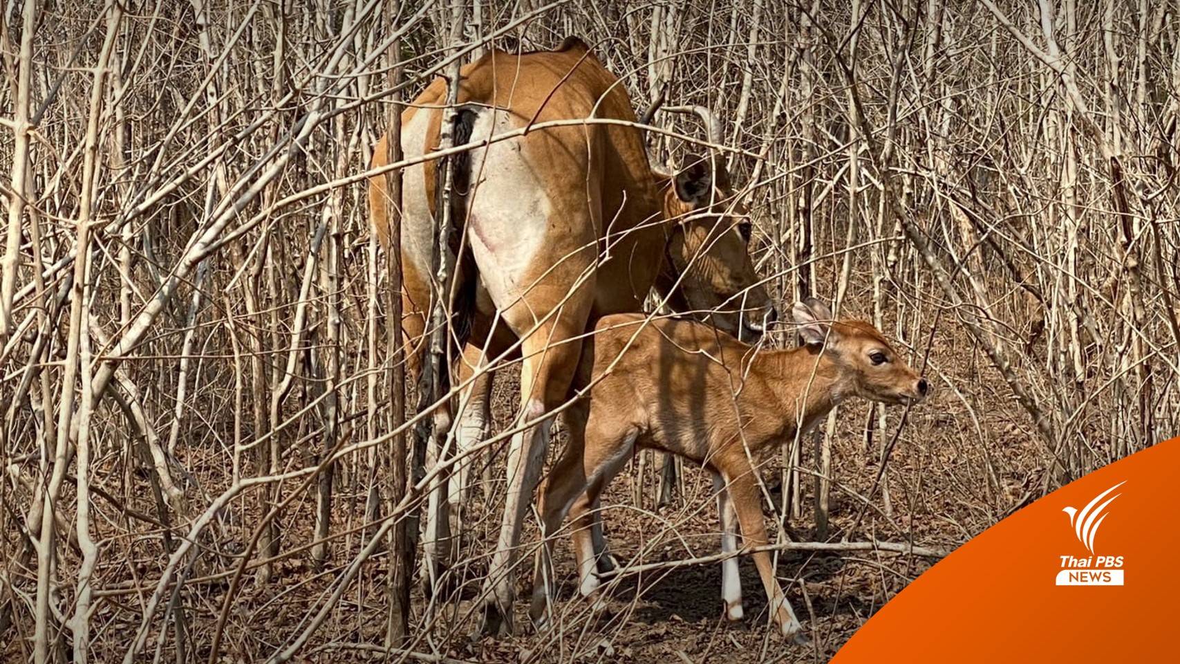 อวดโฉม "น้องกอบการ" ลูกวัวแดงป่าสลักพระตัวที่ 3 ปี 66