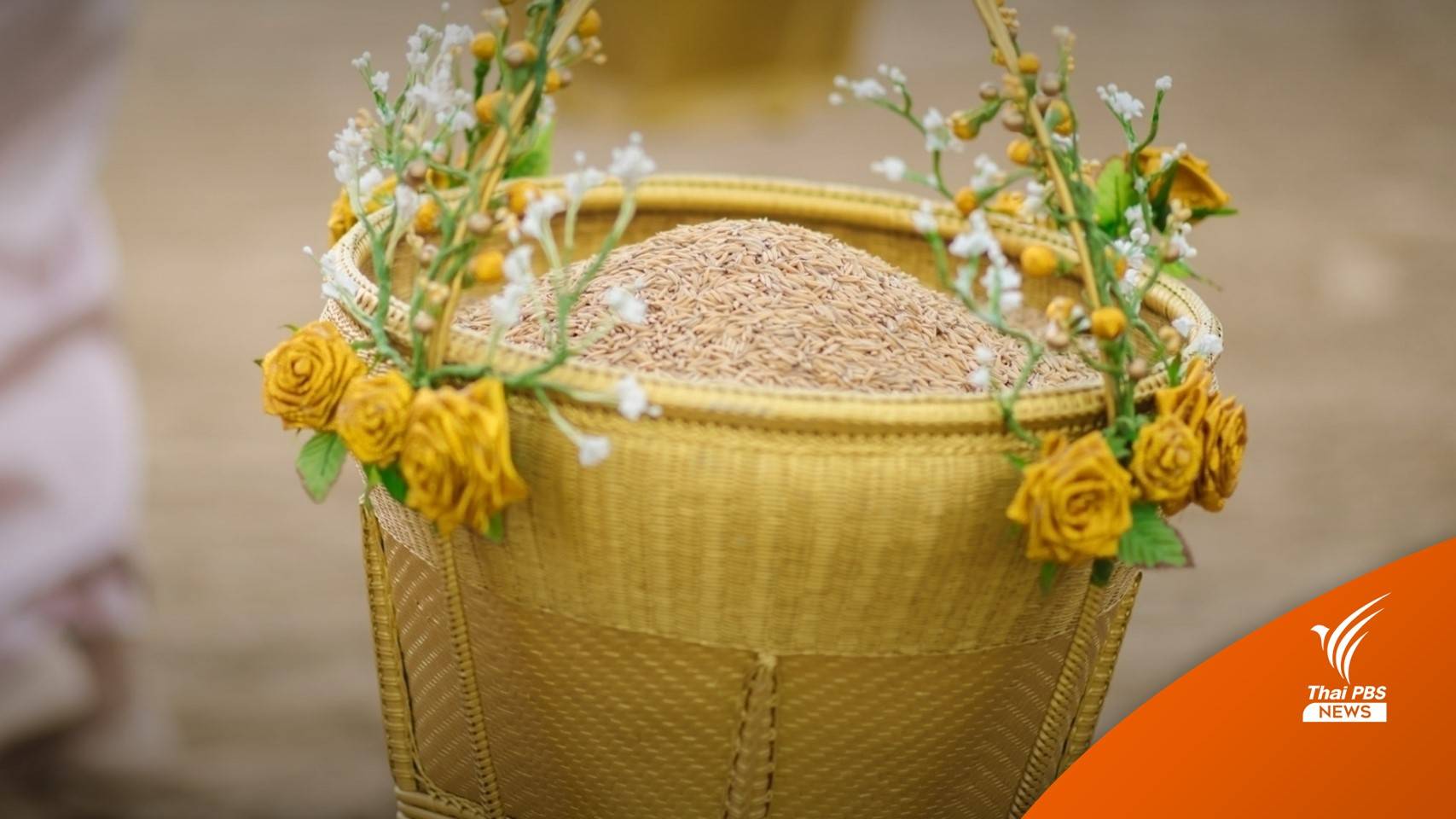 แจก 6 พันธุ์ข้าวพระราชทาน 4 แสนซองถึง 3 พ.ค.นี้