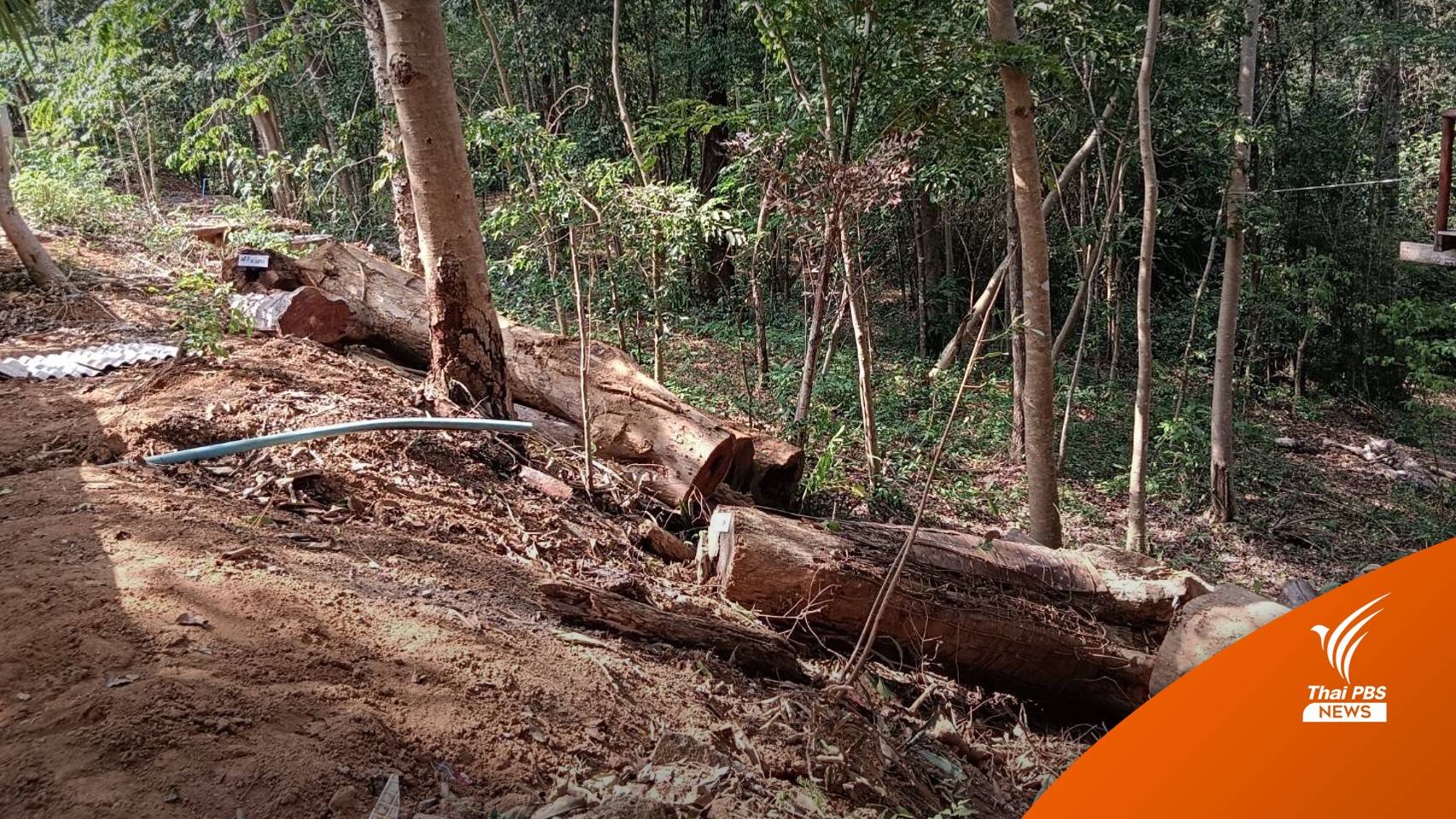 อุกอาจ! คนร้าย 30 คนอาวุธครบมือปล้นไม้พะยูงของกลาง