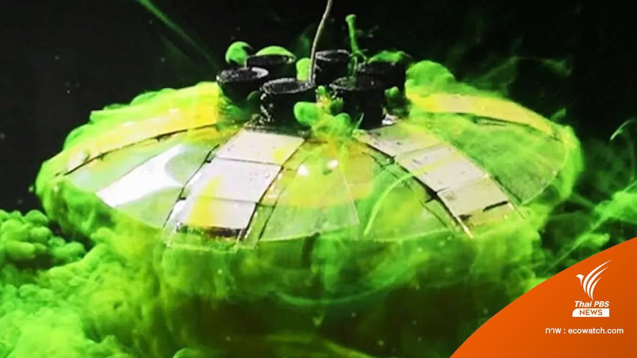 หุ่นยนต์แมงกะพรุน ขับเคลื่อนด้วยกล้ามเนื้อเทียม ช่วยเก็บขยะพลาสติกใต้ทะเล