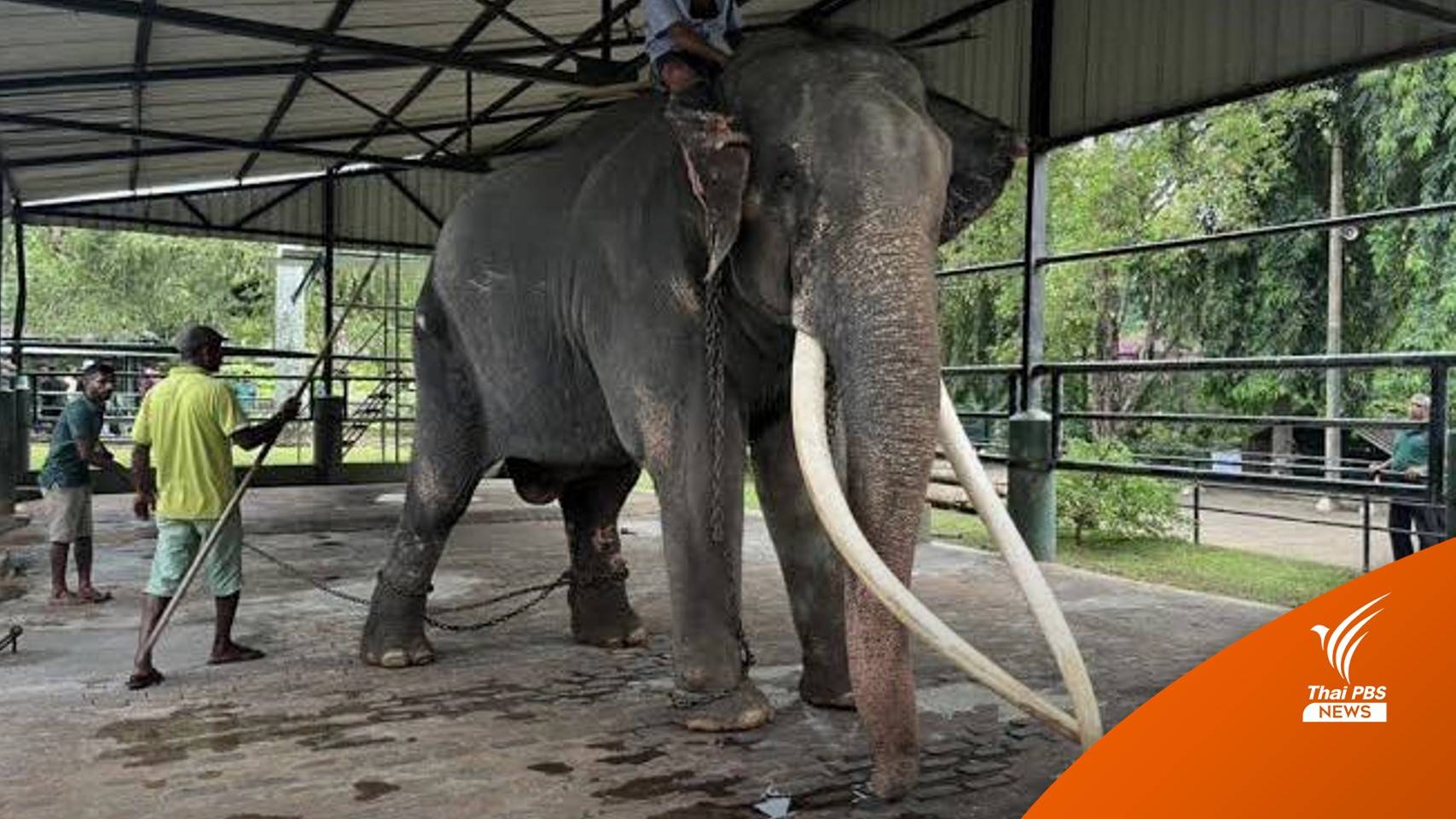 เตรียมรับ “พลายศักดิ์สุรินทร์” กลับไทย มิ.ย.นี้-ภาพล่าสุดสุขภาพดี