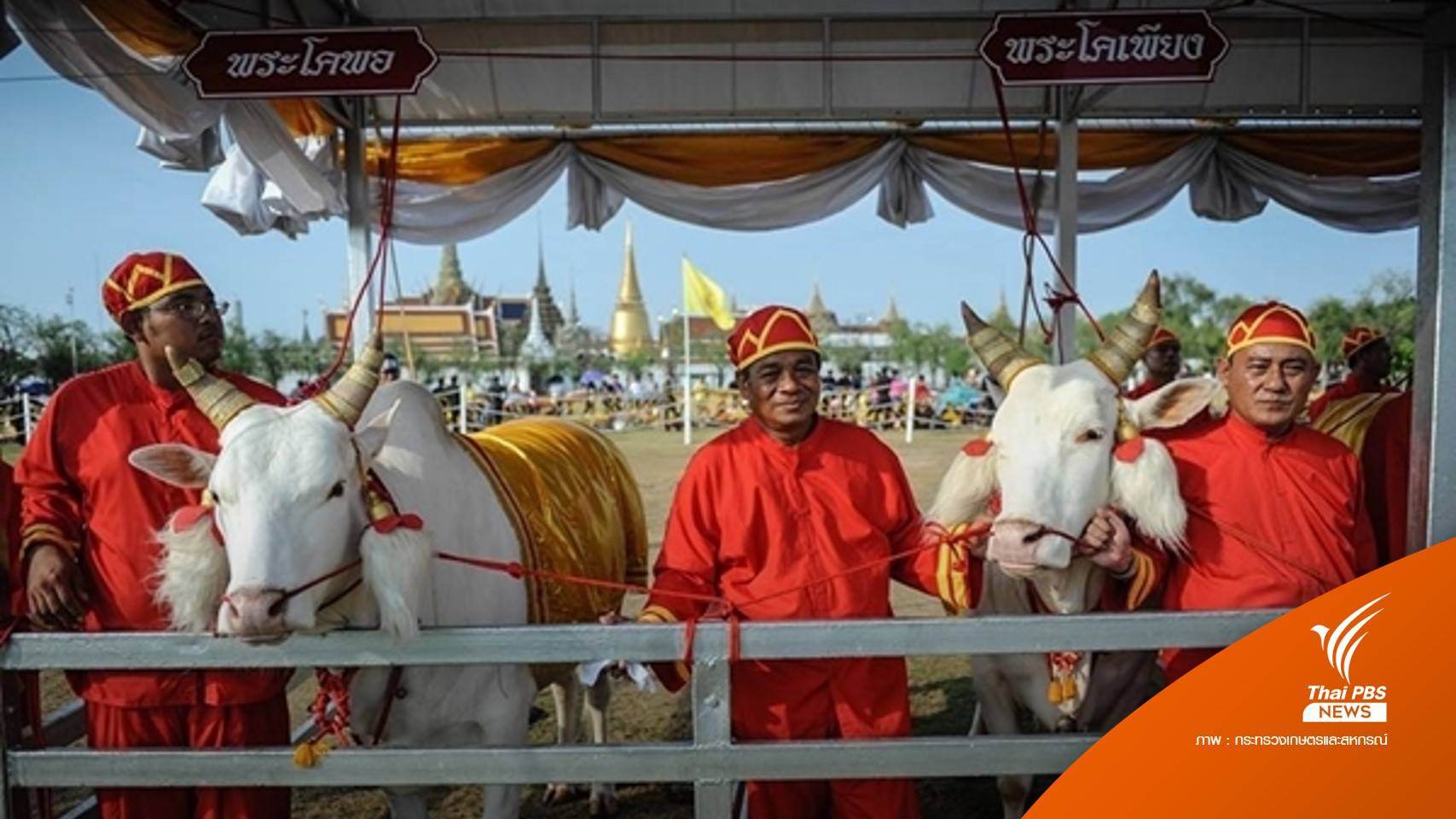 รู้จัก "พระโค" พระราชพิธีจรดพระนังคัลแรกนาขวัญ วันพืชมงคล 2566