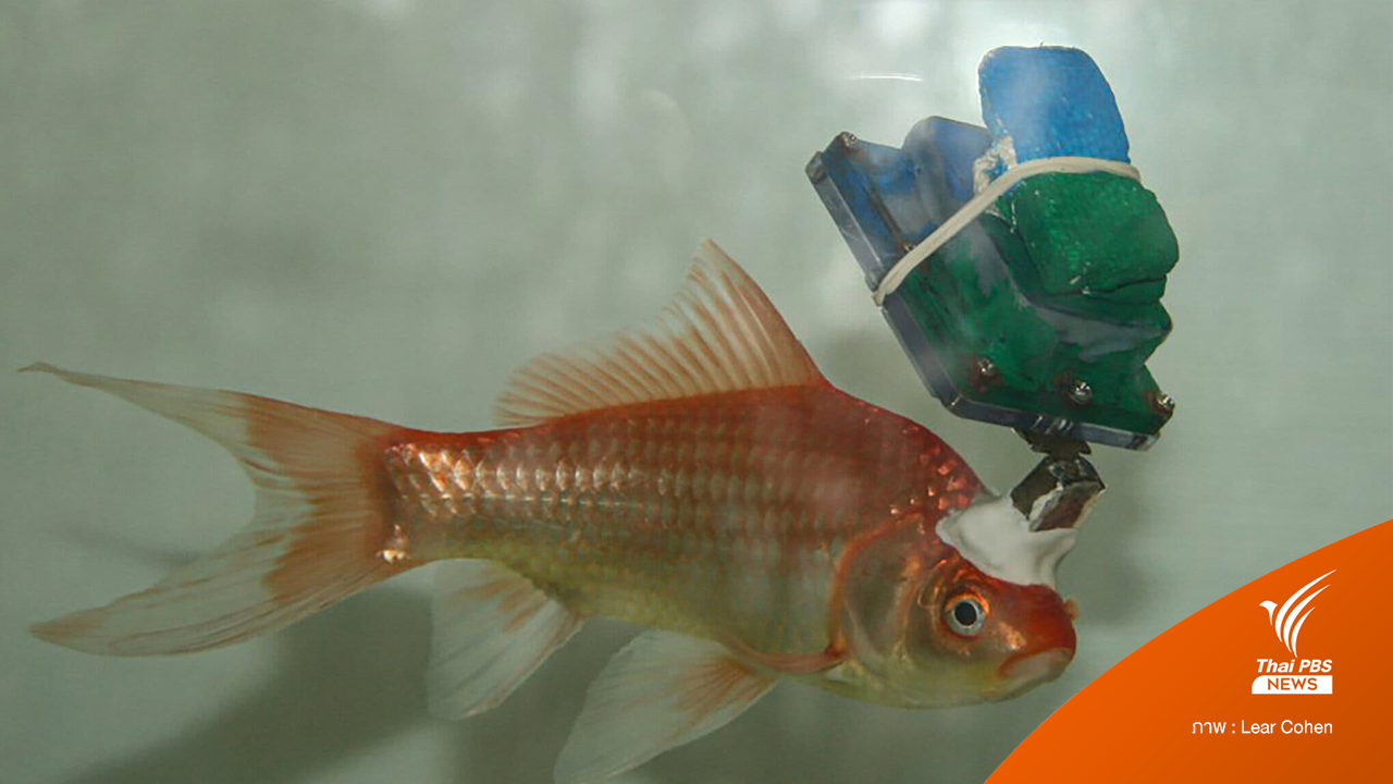 "ปลาทองไซบอร์ก" การทดลองสุดแปลก ศึกษาระบบนำทางจากสมองปลาทอง