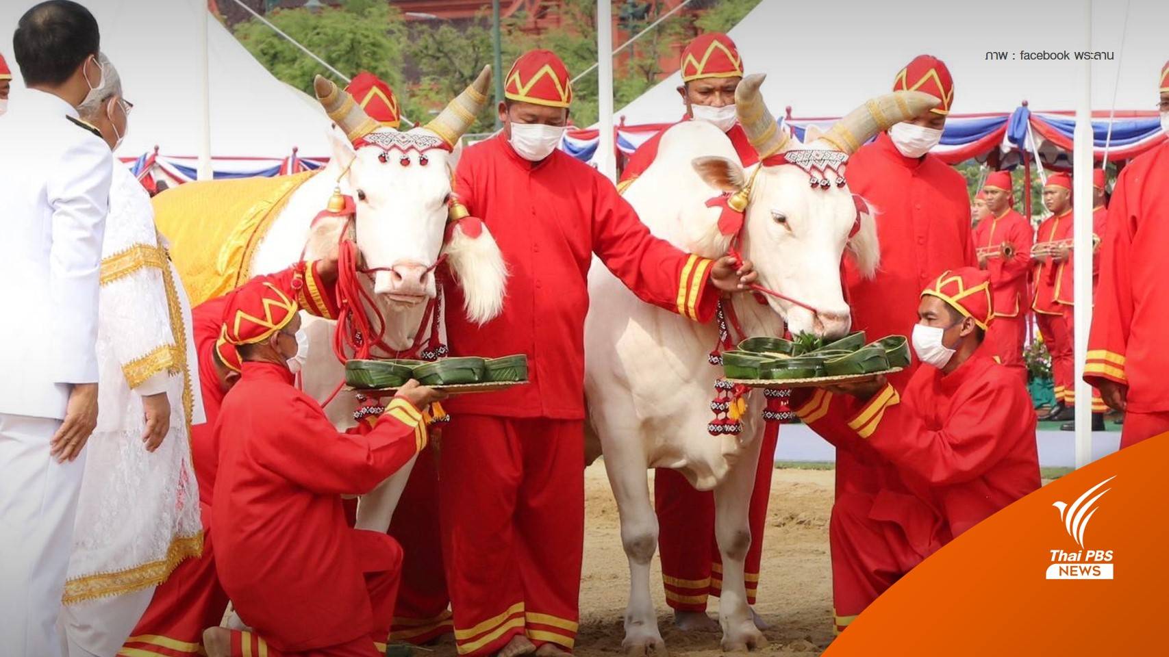 วันพืชมงคล 2566 "พระโค" กินหญ้า-เหล้า น้ำท่า ธัญญาหาร ผลาหารบริบูรณ์ เศรษฐกิจดี
