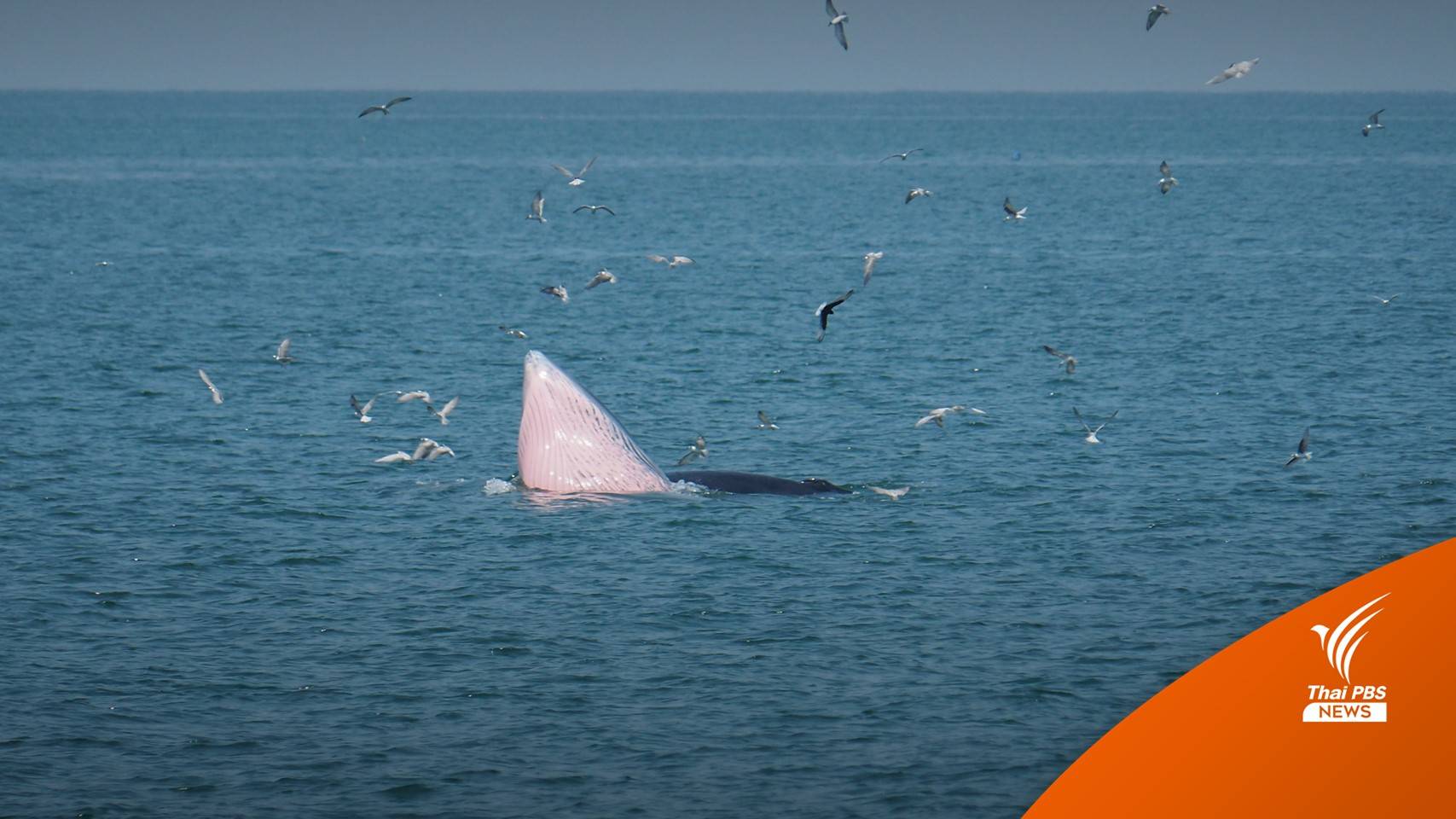 สำรวจพบ "วาฬบรูด้า" เกิดปีละ 5 ตัว แหล่งอาศัยอ่าวตัว ก.ตอนบน