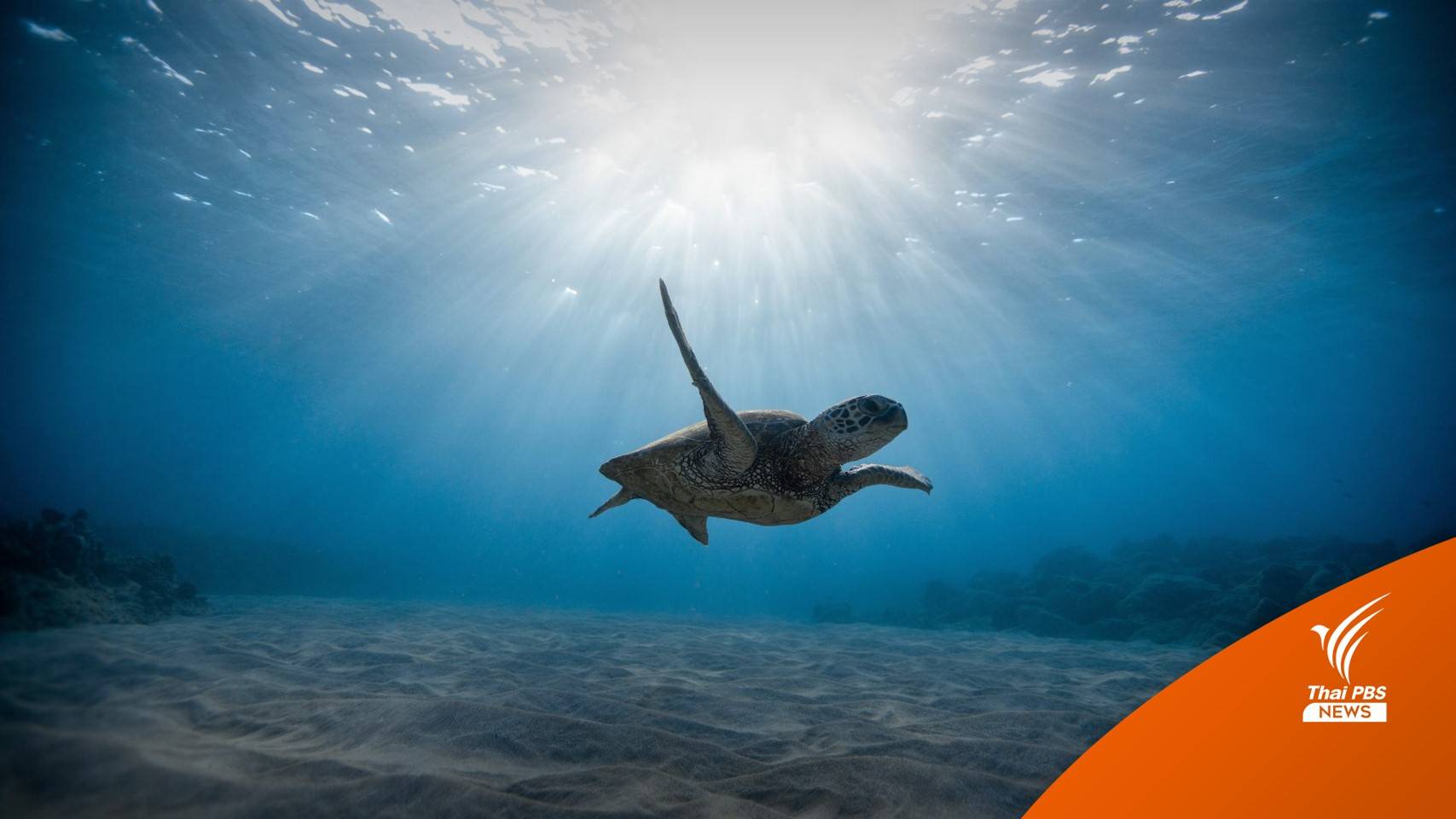 ทำไมต้อง "วันเต่าโลก" 23 พ.ค.ของทุกปี