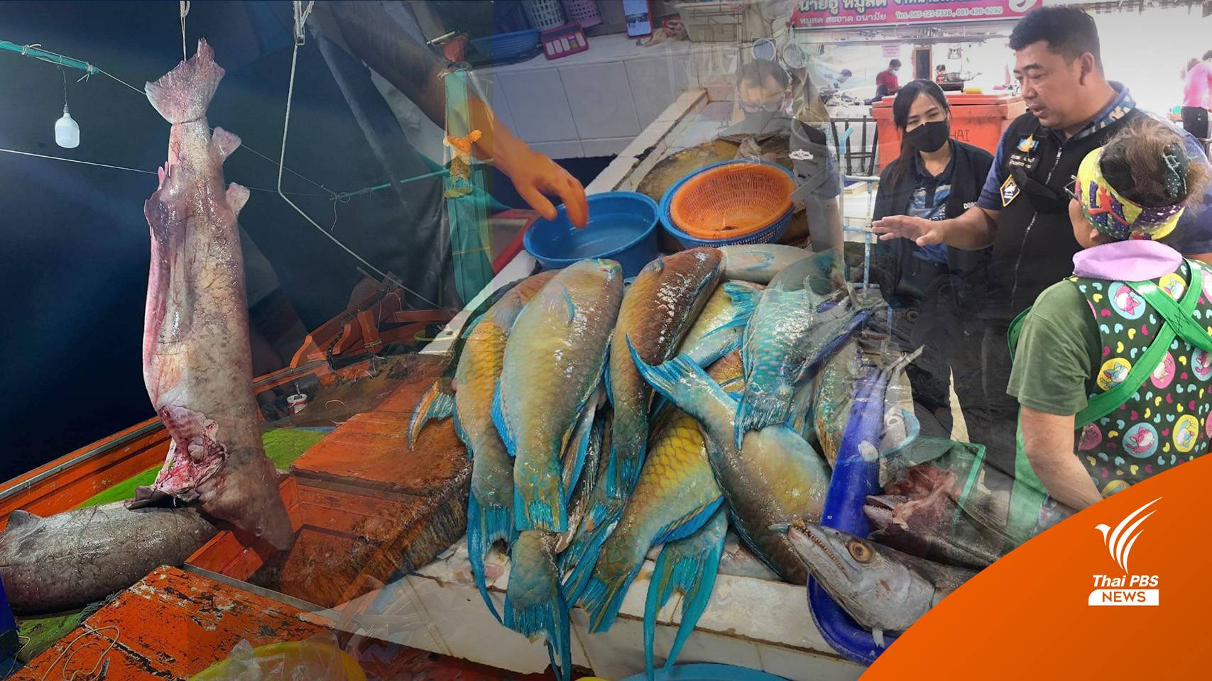 ตะลึง "ปลานกแก้ว" โผล่ขาย 5 ร้านตลาดเงินวิจิตร กทม.