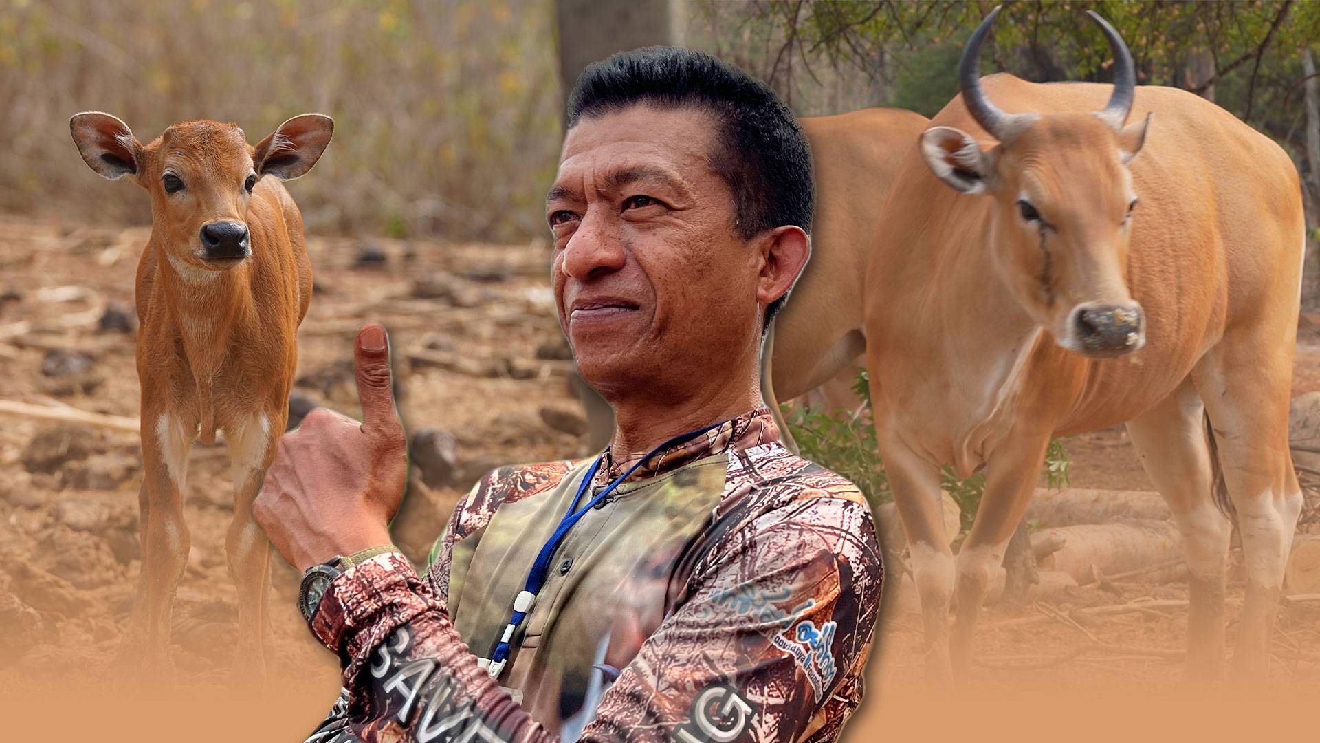 ภารกิจท้าทาย "คืนวัวแดง" กลับป่าสลักพระหลังสูญพันธุ์ 30 ปี