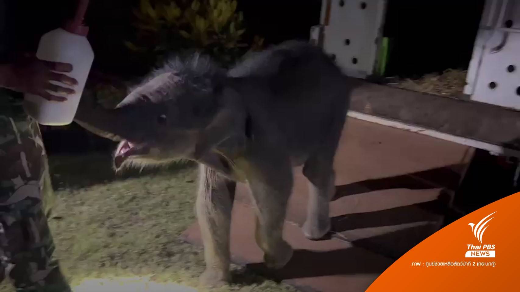 สำเร็จ เคลื่อนย้าย "มีนา" ลูกช้างป่าไปอยู่ศูนย์ช่วยเหลือสัตว์ป่ากระบกคู่