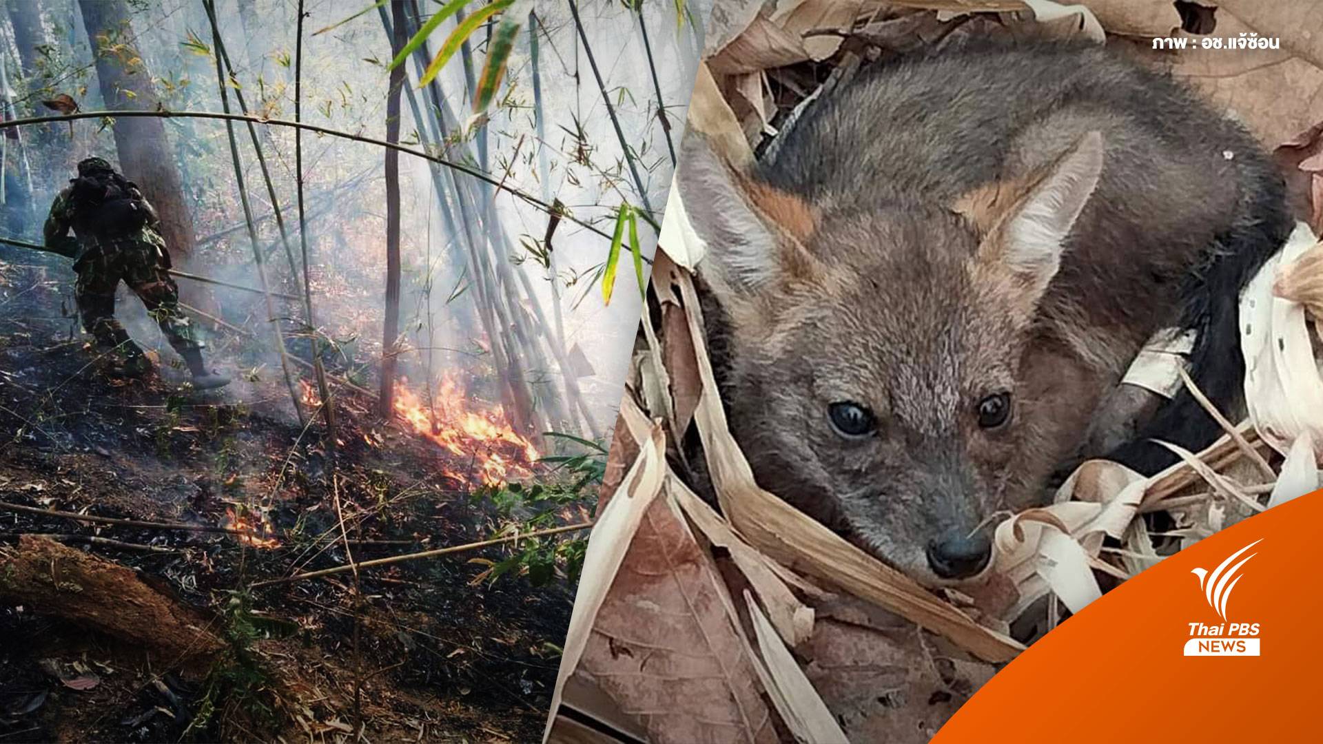 จนท.ช่วย "3 ลูกหมาป่า" รอดตายจากไฟไหม้ป่าลำปาง