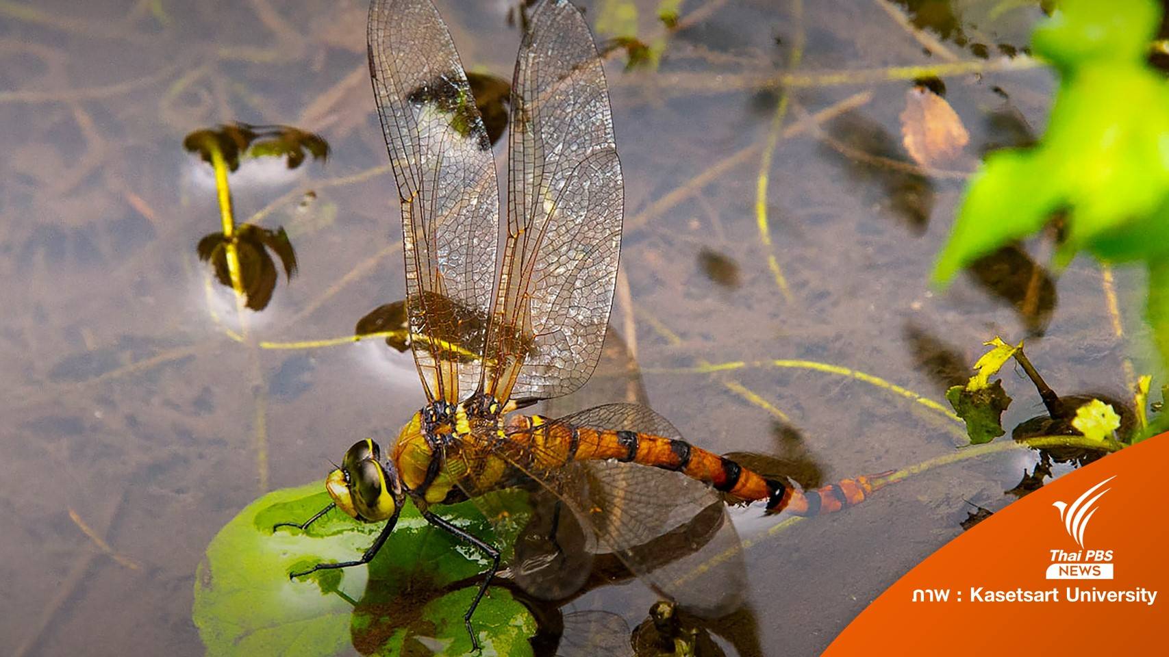 นักวิจัยไทยค้นพบ "แมลงปอยักษ์เขียวท้องส้ม" 