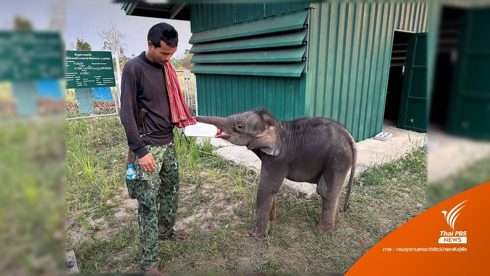 "มีนา" ลูกช้างป่าพลัดหลง สุขภาพแข็งแรง รอโขลงช้างมารับ