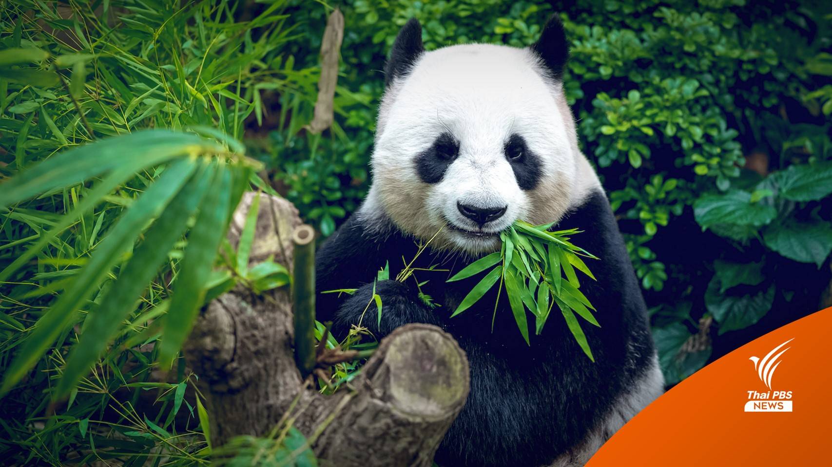 ไขคำตอบ "แพนด้า" หมีที่ไม่ทำตัวเป็นหมี