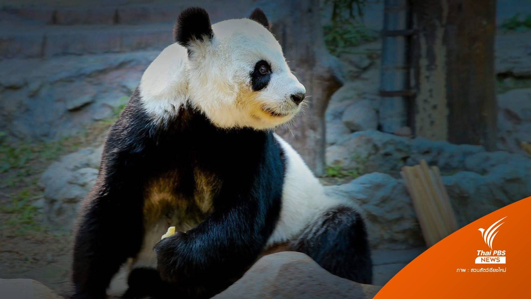 เปิดความทรงจำ "หมอบริพัตร" สัตวแพทย์ผู้ดูแล "หลินฮุ่ย"