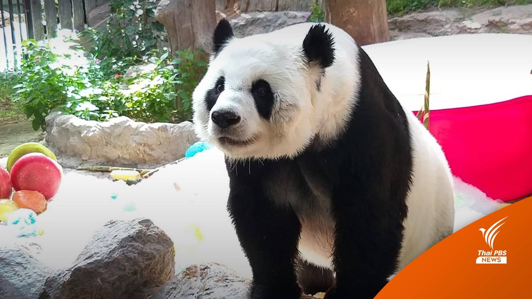 เผยอาการแพนด้า "หลินฮุ่ย" ก่อนตาย พบเลือดกำเดาไหล