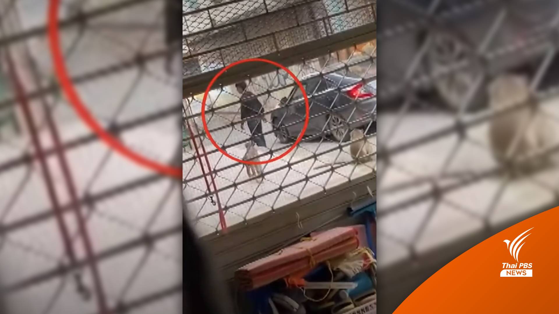 ยิงยาสลบลิงลพบุรี จับไปกว่า 10 ตัว คาดส่งขายทำเมนูเปิบพิสดาร