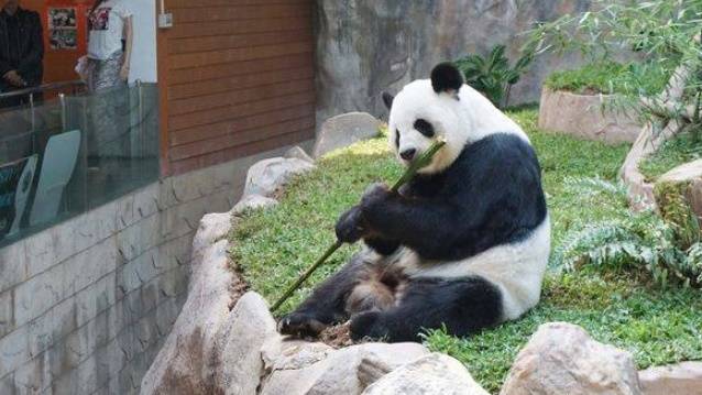 เปิดชีวิต 21 ปี แพนด้า “หลินฮุ่ย”