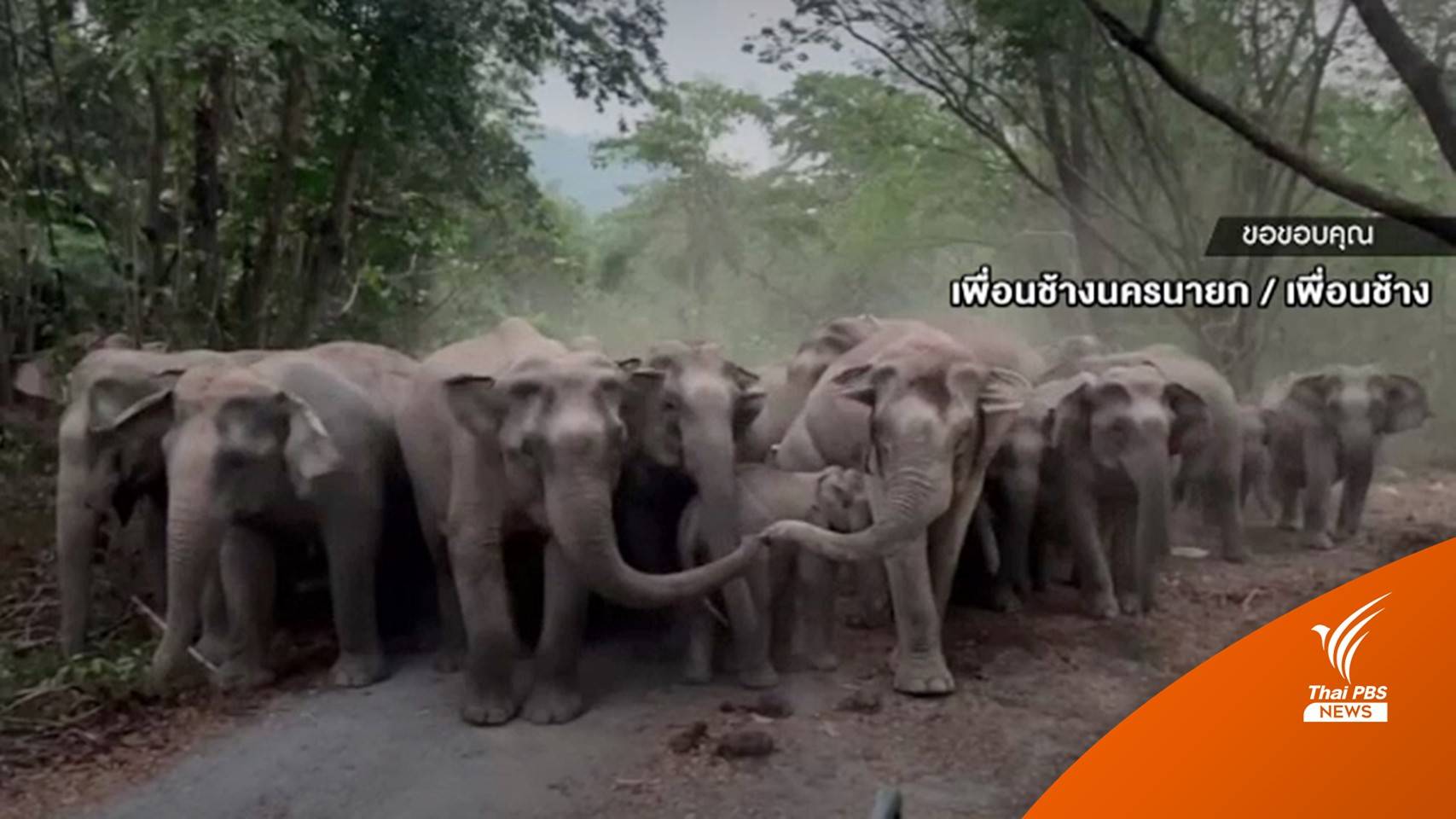 โขลงช้างป่ากว่า 40 ตัว ลงมาหาอาหาร-ผลักดันกลับเขาใหญ่