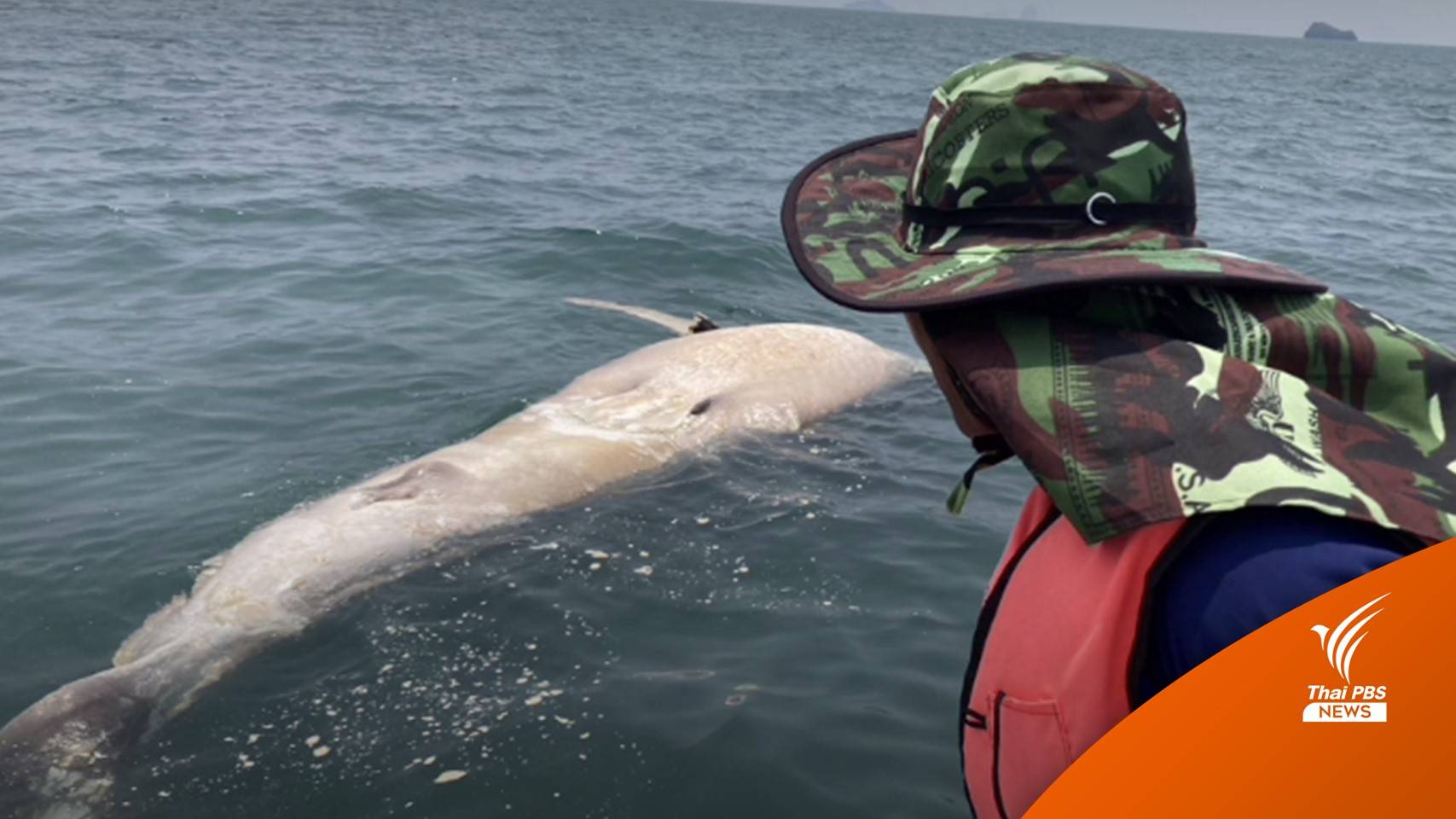 พบฉลามวาฬ ขนาด 6 เมตร ตายใกล้เกาะเขาใหญ่ จนท.เร่งพิสูจน์