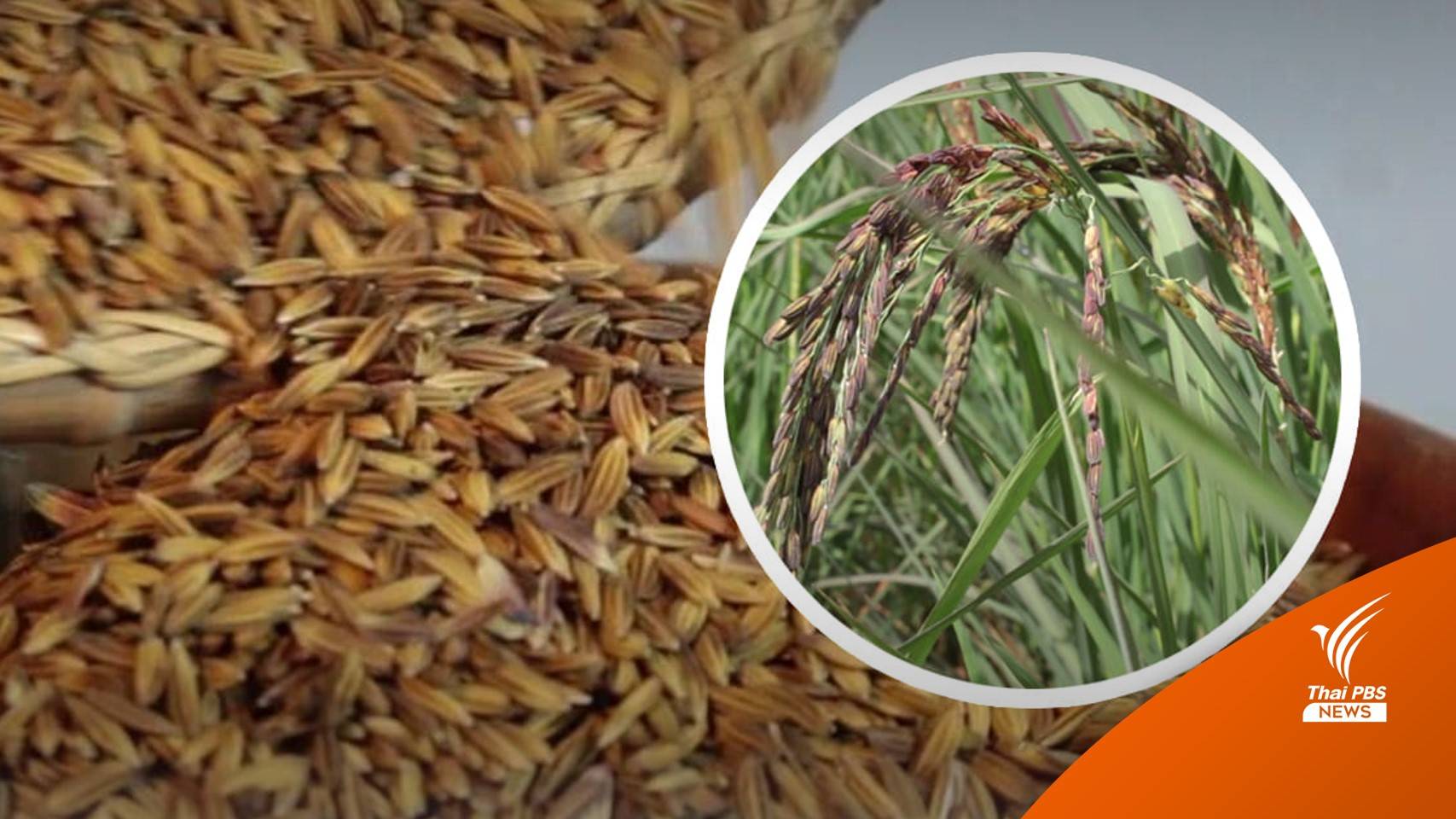 รู้จัก "ข้าวเหนียวแดงเมืองเลย” ขึ้นทะเบียน GI ลำดับ 196